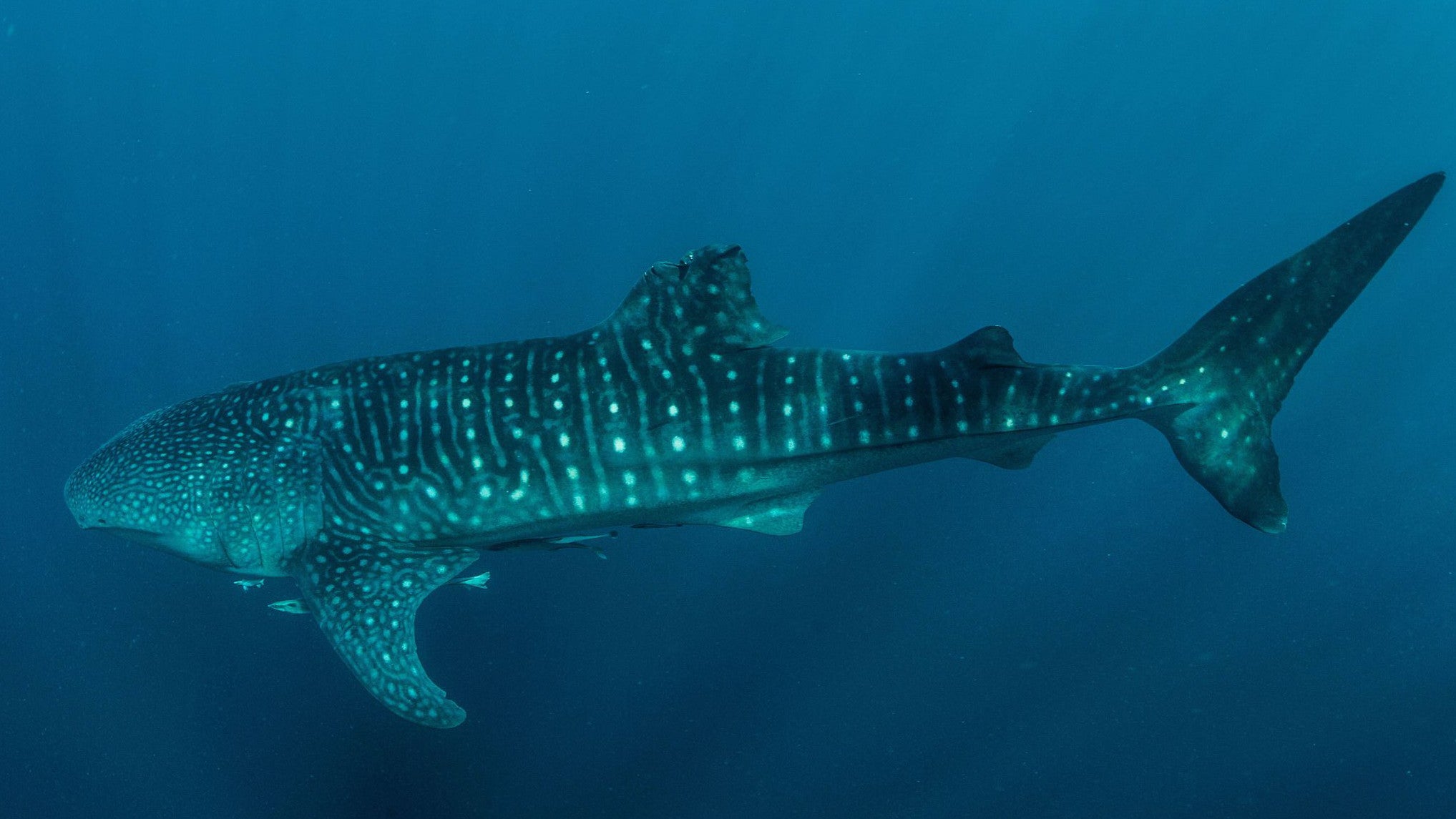 ACHTUNG: Nur zur redaktionellen Verwendung im Zusammenhang mit der aktuellen Berichterstattung und nur mit vollst&auml;ndiger Nennung des vorstehenden Credits

27.08.2025, Indonesien, Cenderawasih Bay: Die von M.V. Erdmann zur Ver&uuml;gung gestellte undatierte Aufnahme zeigt einen Walhai, dem eine R&uuml;ckenflosse teilweise fehlt (M.V. Erdmann/dpa)