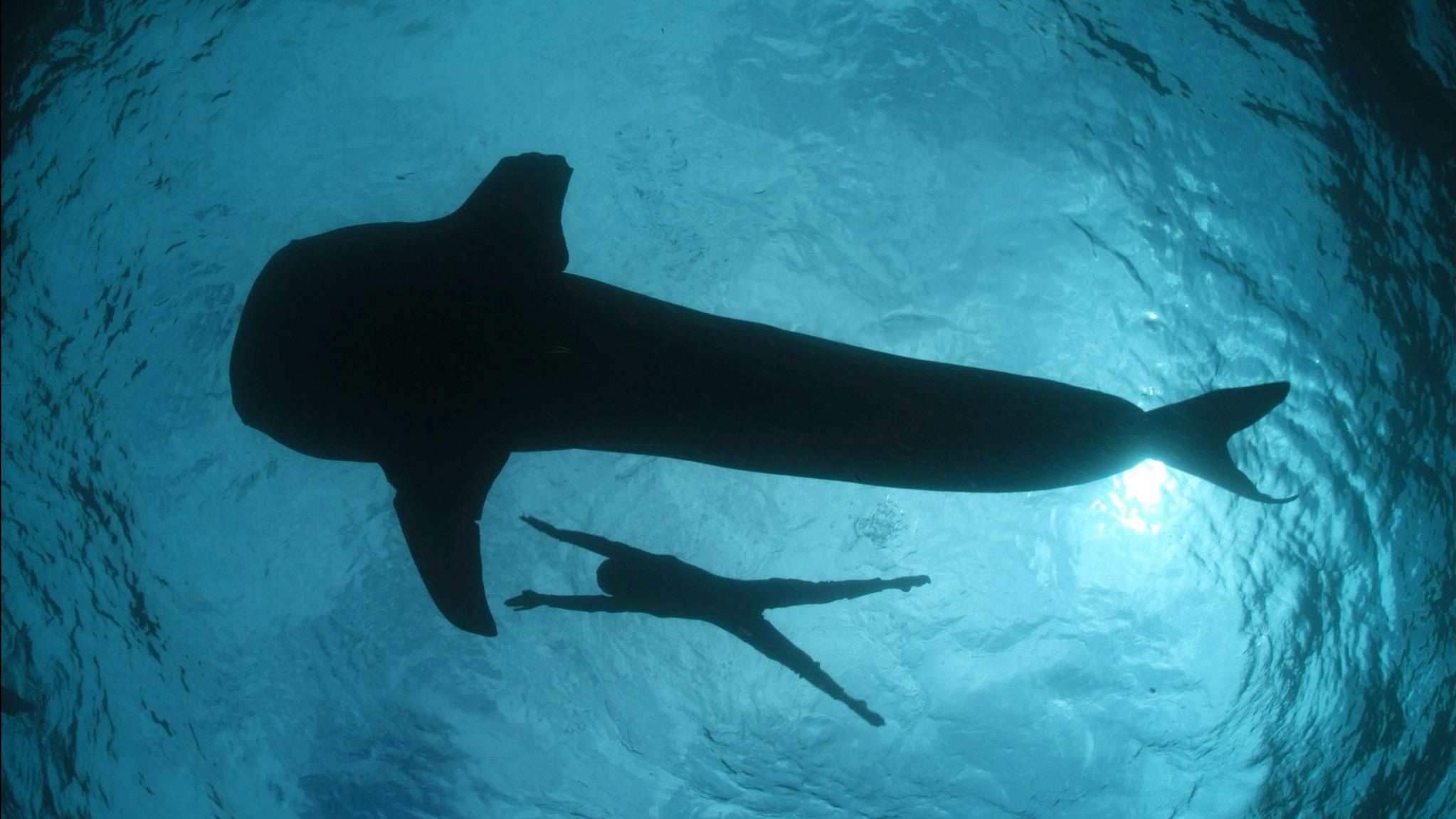 ACHTUNG: Nur zur redaktionellen Verwendung im Zusammenhang mit der aktuellen Berichterstattung und nur mit vollst&auml;ndiger Nennung des vorstehenden Credits

27.08.2025, Indonesien, Cenderawasih Bay: Die von M.V. Erdmann zur Ver&uuml;gung gestellte undatierte Aufnahme zeigt einen Walhai, dem eine Brustflosse teilweise fehlt, in der Cenderawasih Bay in Westpapua. (M.V. Erdmann/dpa)