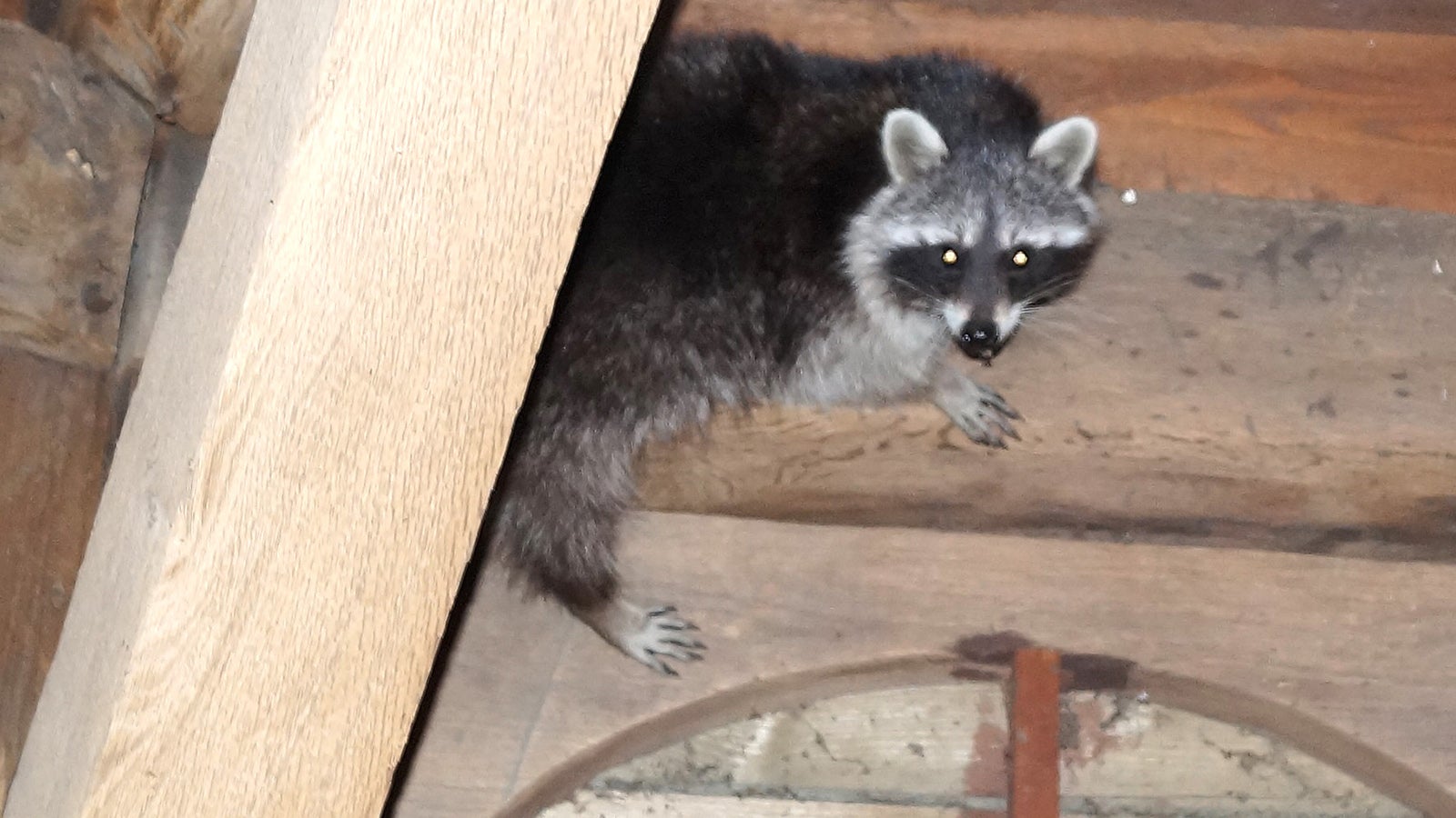 HANDOUT - 03.04.2018, Niedersachsen, L&ouml;wenhagen: Ein Waschb&auml;r, aufgenommen am 03.04.2018, sitzt im Kirchturm der Kirche L&ouml;wenhagen. Gelegentlich l&auml;uten die Glocken der Dorfkirche im Landkreis G&ouml;ttingen nicht. Ein Waschb&auml;r soll daf&uuml;r verantwortlich sein. Das Tier, das sich schon l&auml;nger immer wieder auf dem Dachboden des evangelischen Gotteshauses aufh&auml;lt, soll den Hebel des Stromschalters der Glockenanlage umgelegt haben. Foto: Matthias Freter/dpa - ACHTUNG: Nur zur redaktionellen Verwendung und nur mit vollst&auml;ndiger Nennung des vorstehenden Credits +++ dpa-Bildfunk +++