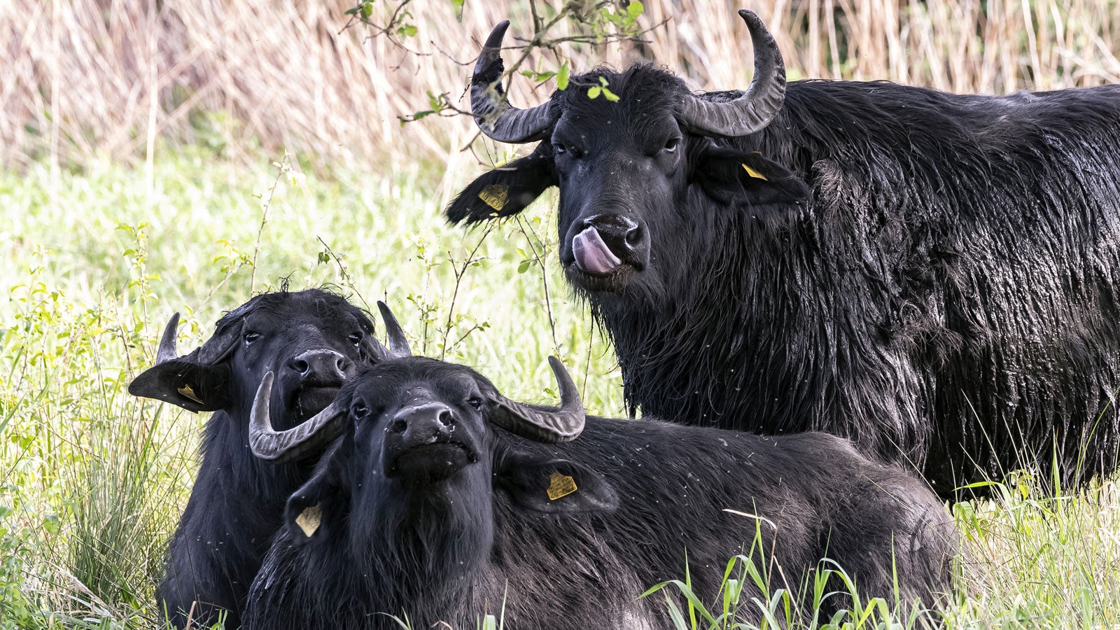 08.05.2020, Baden-W&uuml;rttemberg, Sinzheim: Wasserb&uuml;ffel halten sich in einem Naturschutzgebiet nahe Baden-Baden auf. Die B&uuml;ffel sollen dabei helfen, den Lebensraum von bedrohten V&ouml;geln f&uuml;r diese zu verbessern. Foto: Uli Deck/dpa