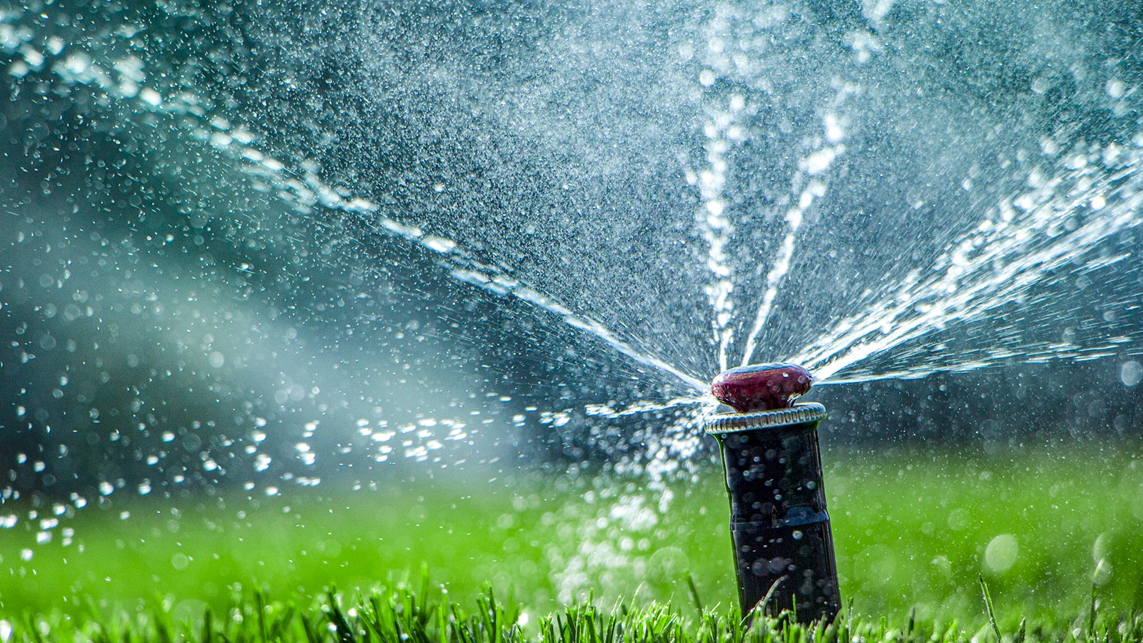 automatic sprinkler system watering the lawn on a background of green grass, close-up