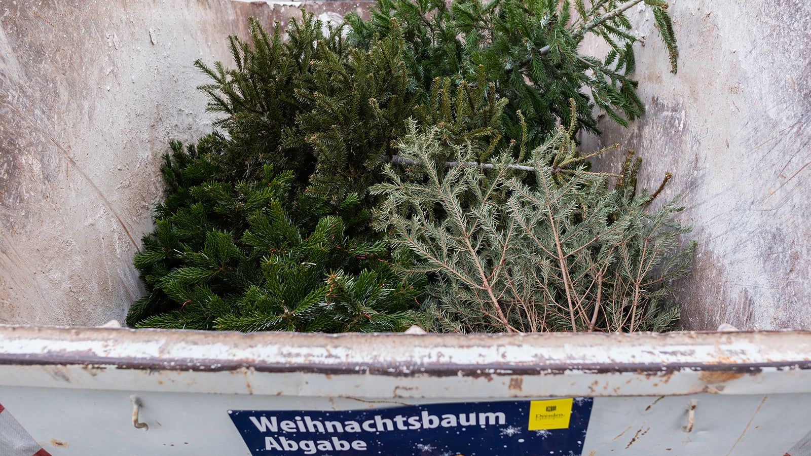 30.12.2019, Sachsen, Dresden: Weihnachtsb&auml;ume liegen in einem speziell daf&uuml;r aufgestellten Container. Bis zum 11. Januar 2020 k&ouml;nnen B&uuml;rger ihre Weihnachtsb&auml;ume kostenlos entsorgen. Das Amt f&uuml;r Stadtgr&uuml;n und Abfallwirtschaft richtet &uuml;ber 100 Sammelpl&auml;tze im gesamten Stadtgebiet ein. Foto: Robert Michael/dpa-Zentralbild/dpa +++ dpa-Bildfunk +++