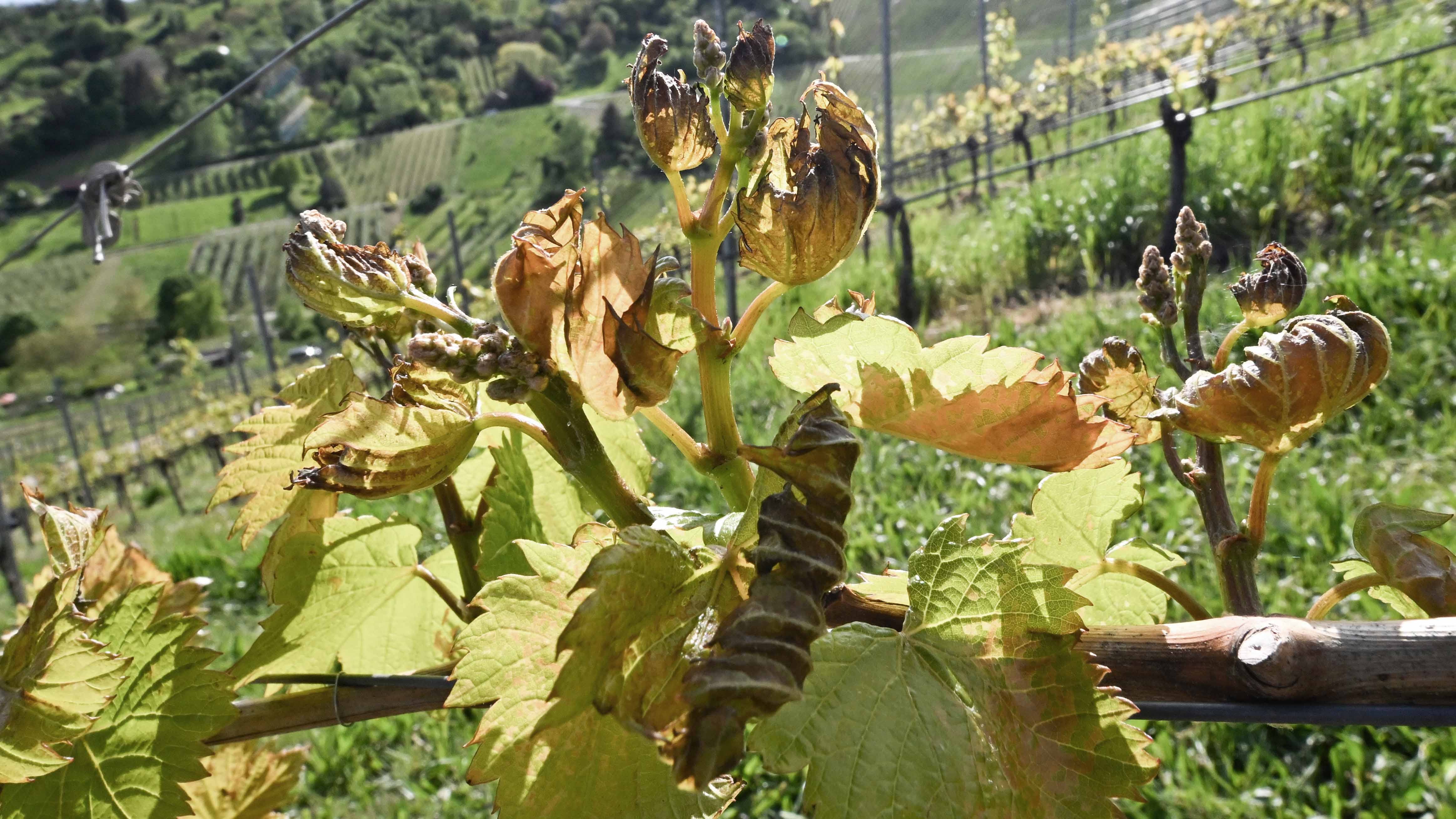 26.04.2024, Baden-W&cedil;rttemberg, Stuttgart: Durch Frost gesch&permil;digte Bl&permil;tter h&permil;ngen an einer Weinrebe in einem Weinberg. Im Hintergrund der W&cedil;rttemberg. Nach Frostn&permil;chten f&cedil;rchten Winzer und Obstbauern Ernteausf&permil;lle. Foto: Bernd Weiﬂbrod/dpa +++ dpa-Bildfunk +++