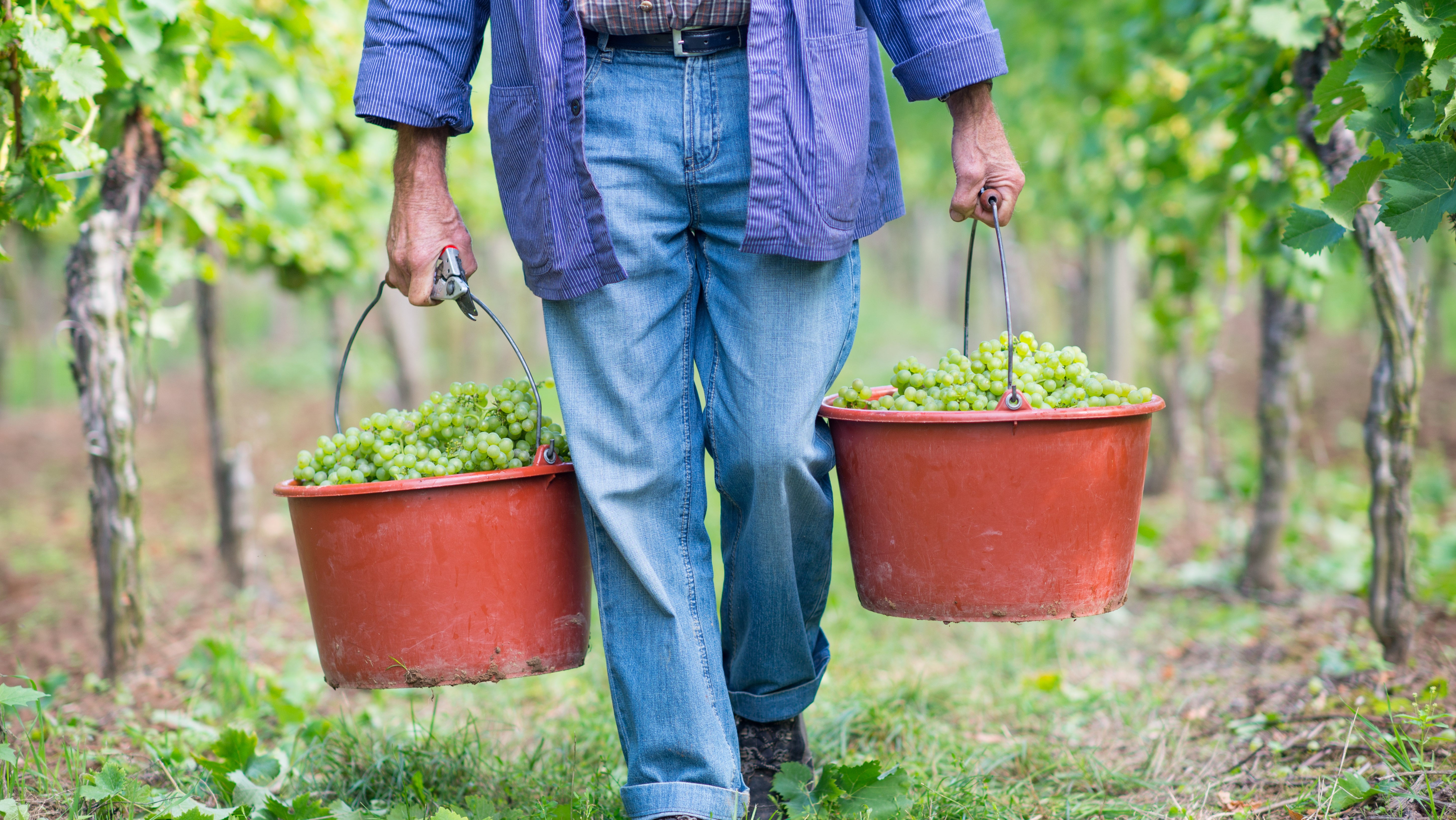 28.08.2013, Rheinland-Pfalz, Neustadt an der Weinstra&szlig;e: Der Auftakt der Traubenernte f&uuml;r den Federwei&szlig;en ist der Start f&uuml;r die j&auml;hrliche Weinlese. (Uwe Anspach/dpa/dpa-tmn)