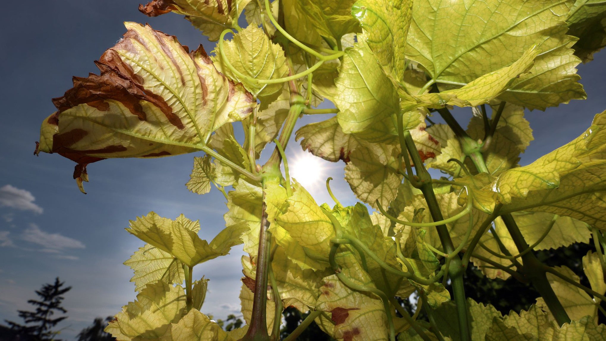 08.07.2025, Bayern, Randersacker: Die Sonne steht hinter gelb und braun verf&auml;rbten Weinbl&auml;ttern eines Weinberges. (Karl-Josef Hildenbrand/dpa)

