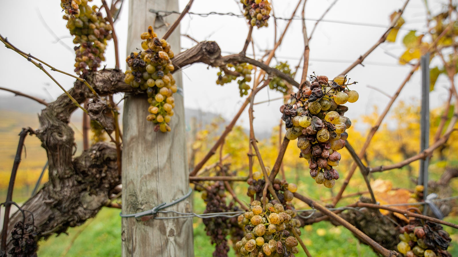closeup of rotten grapes in an autumnal vineyard - Wachau Austria