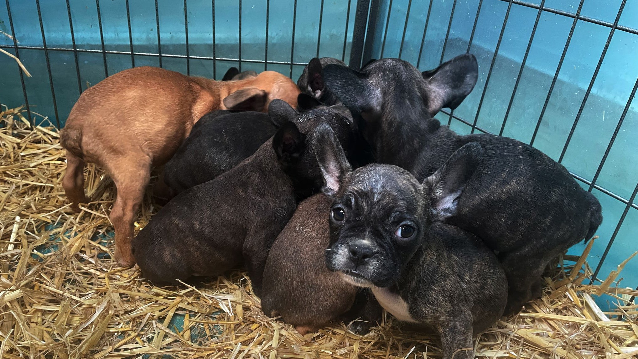 Internet-B&ouml;rsen: Das schaurige Gesch&auml;ft mit viel zu jungen Welpen (Paul Zinken/dpa/dpa-tmn)