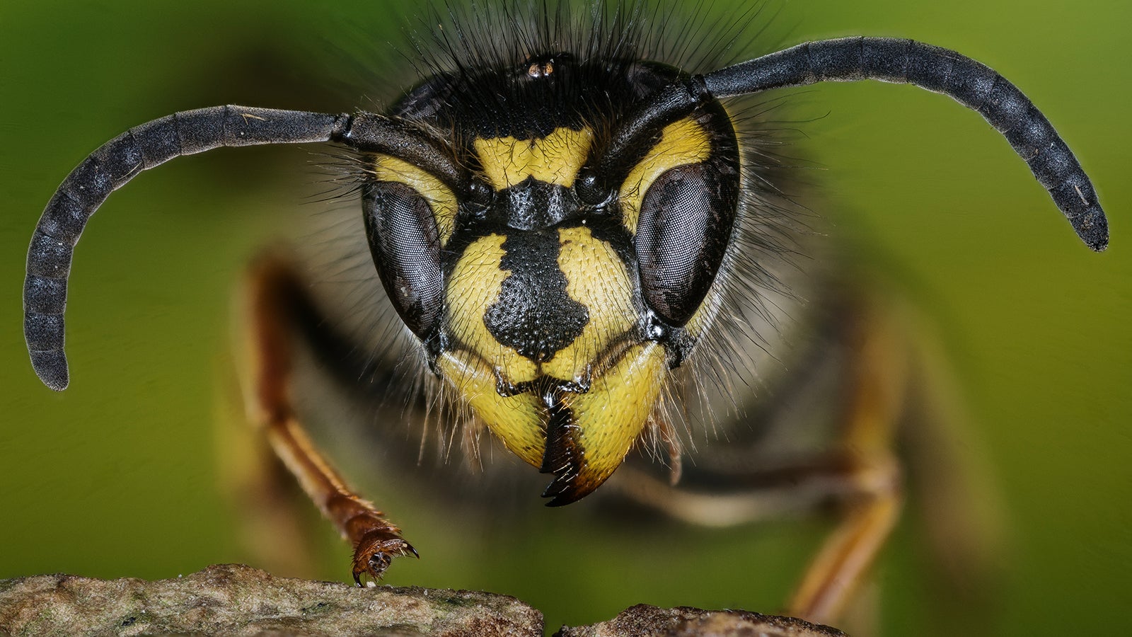 Focus Stacking - Common Wasp, Wasp, Vespula vulgaris