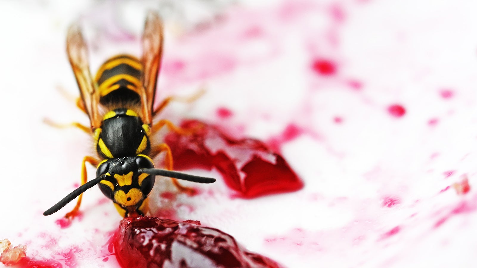 PRODUKTION - 07.07.2022, Rheinland-Pfalz, Mainz: Eine Deutsche Wespe (Vespula germanica) hat sich auf einem Teller mit s&uuml;&szlig;em Holundergelee niedergelassen. Der trockene und teilweise hei&szlig;e Sommer beg&uuml;nstigt die Entwicklung von Wespenv&ouml;lkern. (zu dpa: &laquo;Trockenheit treibt mehr Wespen an den Tisch&raquo;) Foto: Peter Zschunke/dpa-Zentralbild/dpa +++ dpa-Bildfunk +++