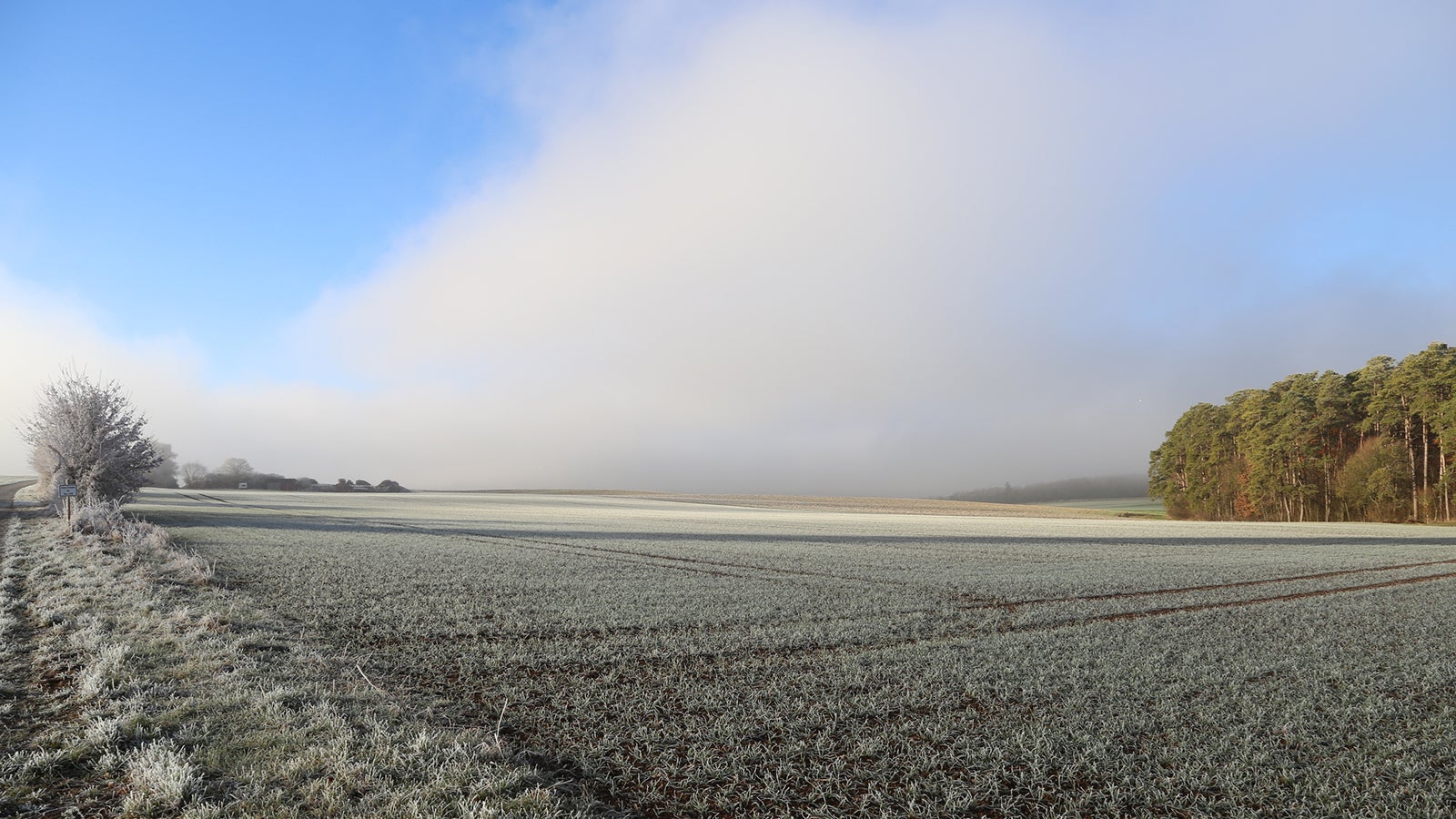 Frost on the grass and trees.