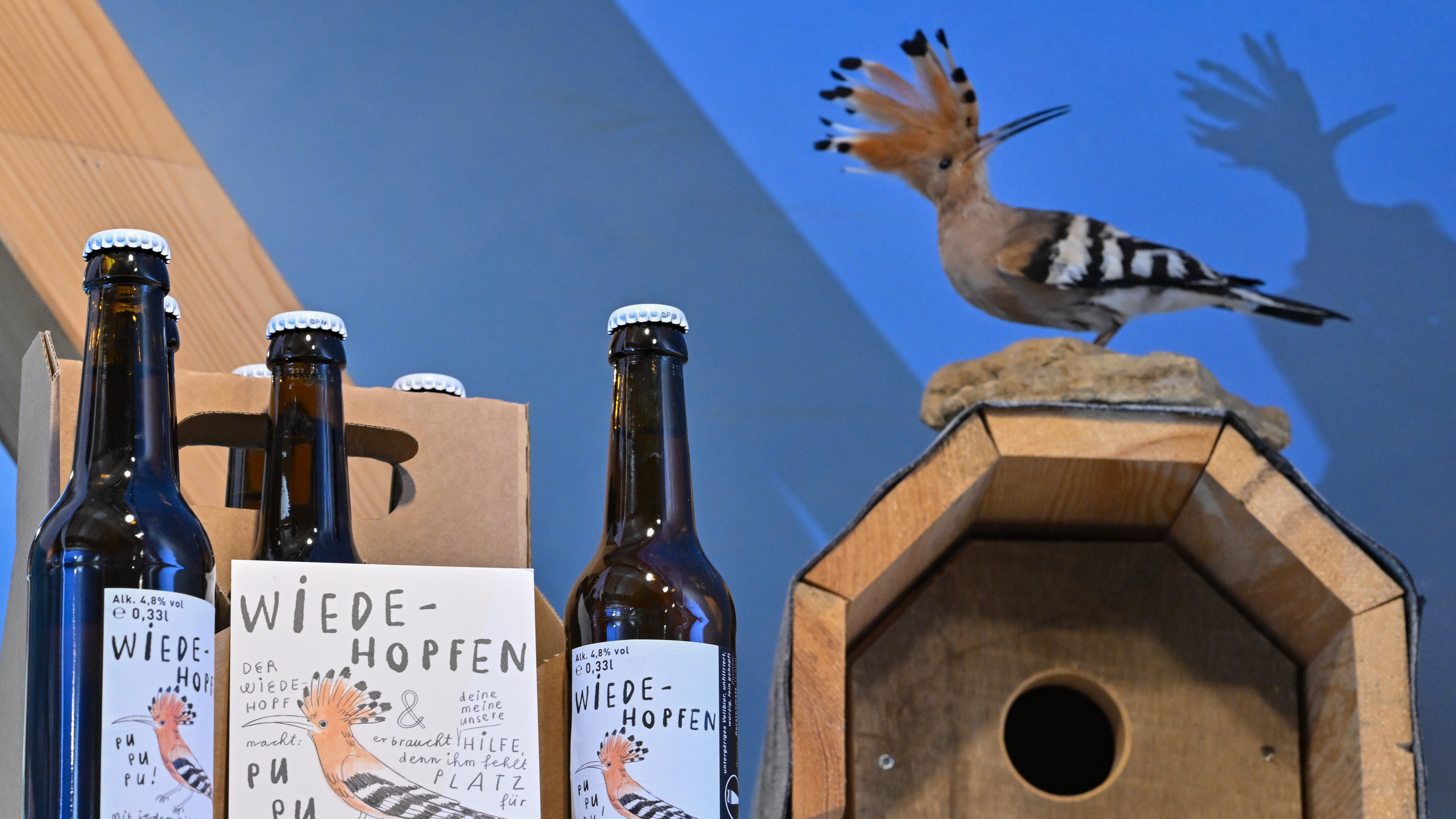 23.03.2023, Brandenburg, Luckau: Bierflaschen der Marke &laquo;Wiedehopfen&raquo; stehen im Natur-Erlebniszentrums Wanninchen der Sielmann-Stiftung neben einem Brutkasten und einem pr&auml;parierten Wiedehopf. Dass Bier die Wiederansiedlung des selten gewordenen Wiedehopfs bef&ouml;rdern kann, beweisen vier Hobby-Ornithologen in S&uuml;dbrandenburg: Mit dem Verkauf ihres &laquo;Wiedehopfen&raquo; finanzieren sie den Bau von witterungsbest&auml;ndigen Nisthilfen. Und den Vogel freut es offenbar. Foto: Patrick Pleul/dpa +++ dpa-Bildfunk +++
