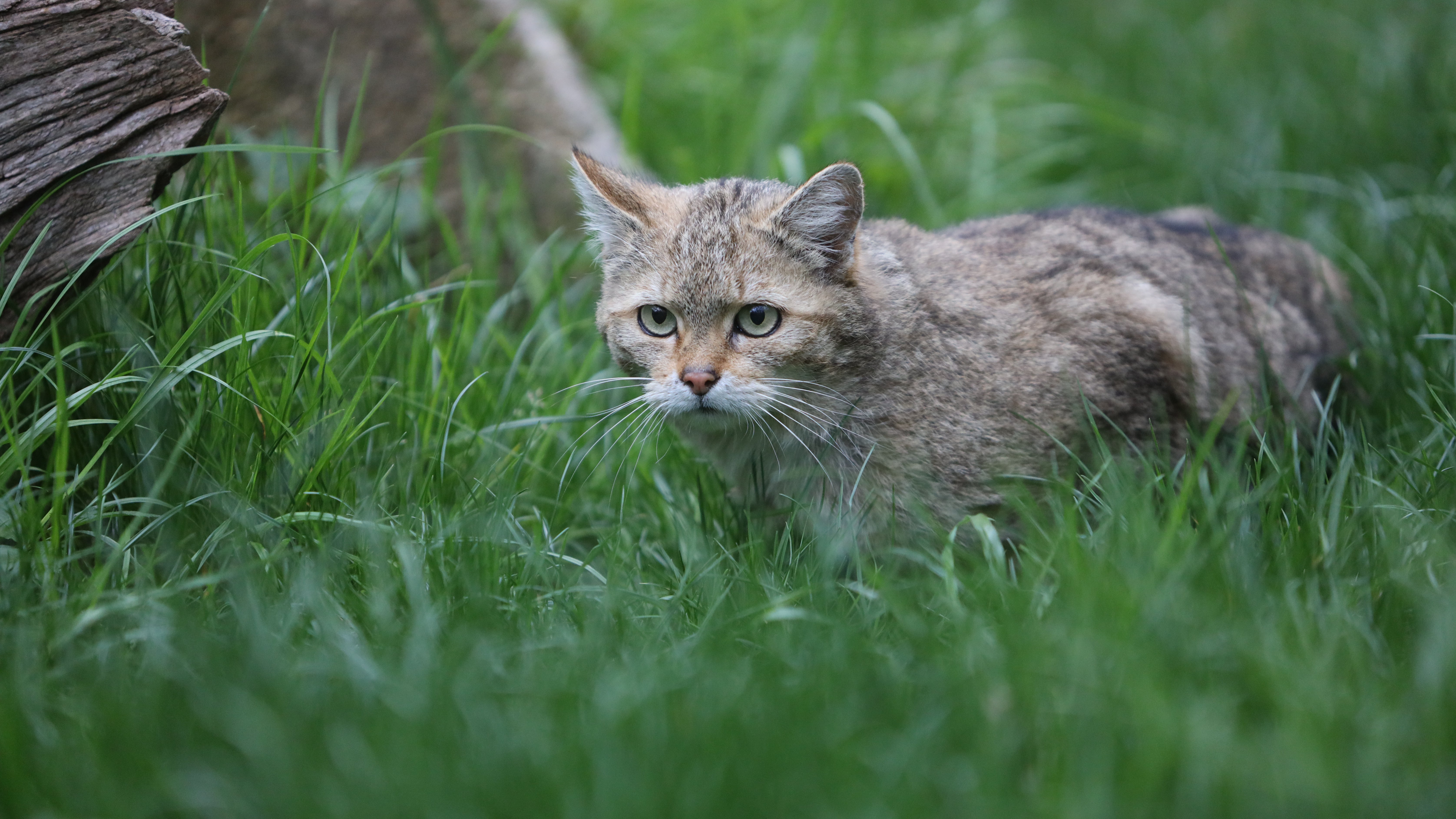 Wernigerode: Eine Wildkatze sitzt im Gras eines Tiergeheges im Wildpark Christianental. (dpa)