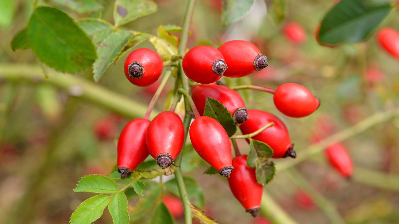 Hunds-Rose, Hundsrose, Hecken-Rose, Heckenrose, Wildrose (Rosa canina), Hagebutten dog rose (Rosa canina), rose hips, Germany, Saxony BLWS541302 Copyright: xblickwinkel/McPHOTO/H.-R.xMuellerx