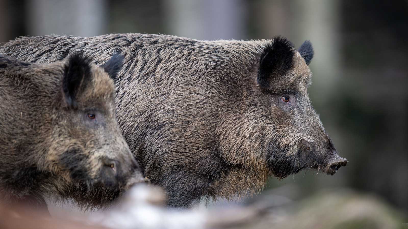 ARCHIV - 03.03.2019, Bayern, Neusch&ouml;nau: Zwei Wildschweine stehen auf einem Plateau im Wald und beobachten die Umgebung. 35 Jahre nach der Reaktor-Katastrophe im ukrainischen Tschernobyl sind Wildschweine in einigen Regionen Bayerns noch immer radioaktiv belastet. (zu dpa: &laquo;Problem Sau - Radioaktiv verstrahlte Wildschweine nach Tschernobyl&raquo;) Foto: Lino Mirgeler/dpa 