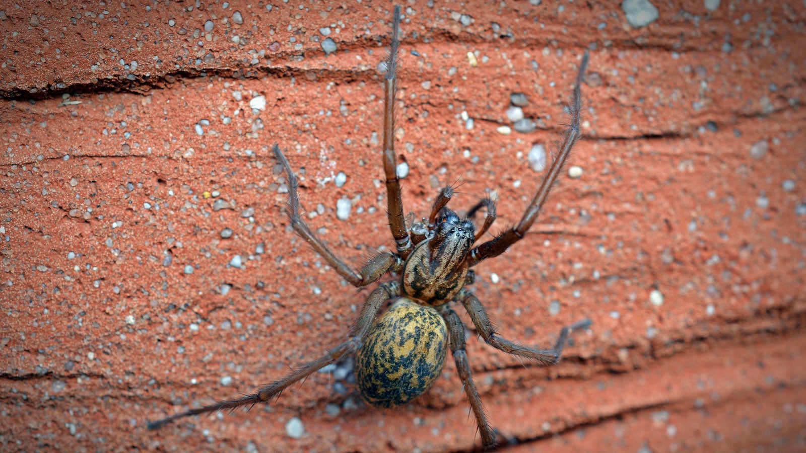 Gro&szlig;e Winkelspinne