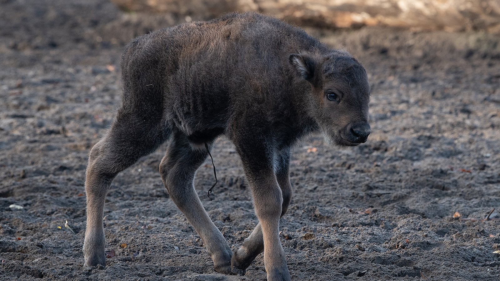 ARCHIV - 18.12.2020, Berlin: Wisent-Nachwuchs Tian geht durch sein Gehege im Tierpark Berlin. Der Berliner Zoo und der Tierpark beteiligen sich am europ&auml;ischen Auswilderungsprogramm f&uuml;r Wisente. Foto: Paul Zinken/dpa +++ dpa-Bildfunk +++