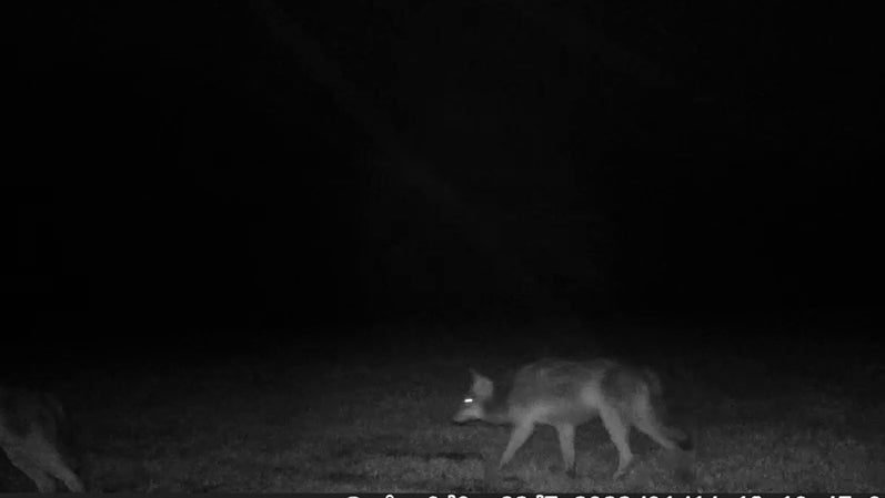 HANDOUT - 14.01.2022, H&uuml;nxe: Das Foto aus einer Wildtierkamera zeigt zwei W&ouml;lfe in der N&auml;he eines Reiterhofs bei H&uuml;nxe. (Zu dpa: &laquo;W&ouml;lfe auf Wanderschaft - Nachweis auch durch Fotofallen&raquo;) Foto: -/privat/dpa - ACHTUNG: Nur zur redaktionellen Verwendung im Zusammenhang mit der aktuellen Berichterstattung und nur mit vollst&auml;ndiger Nennung des vorstehenden Credits +++ dpa-Bildfunk +++