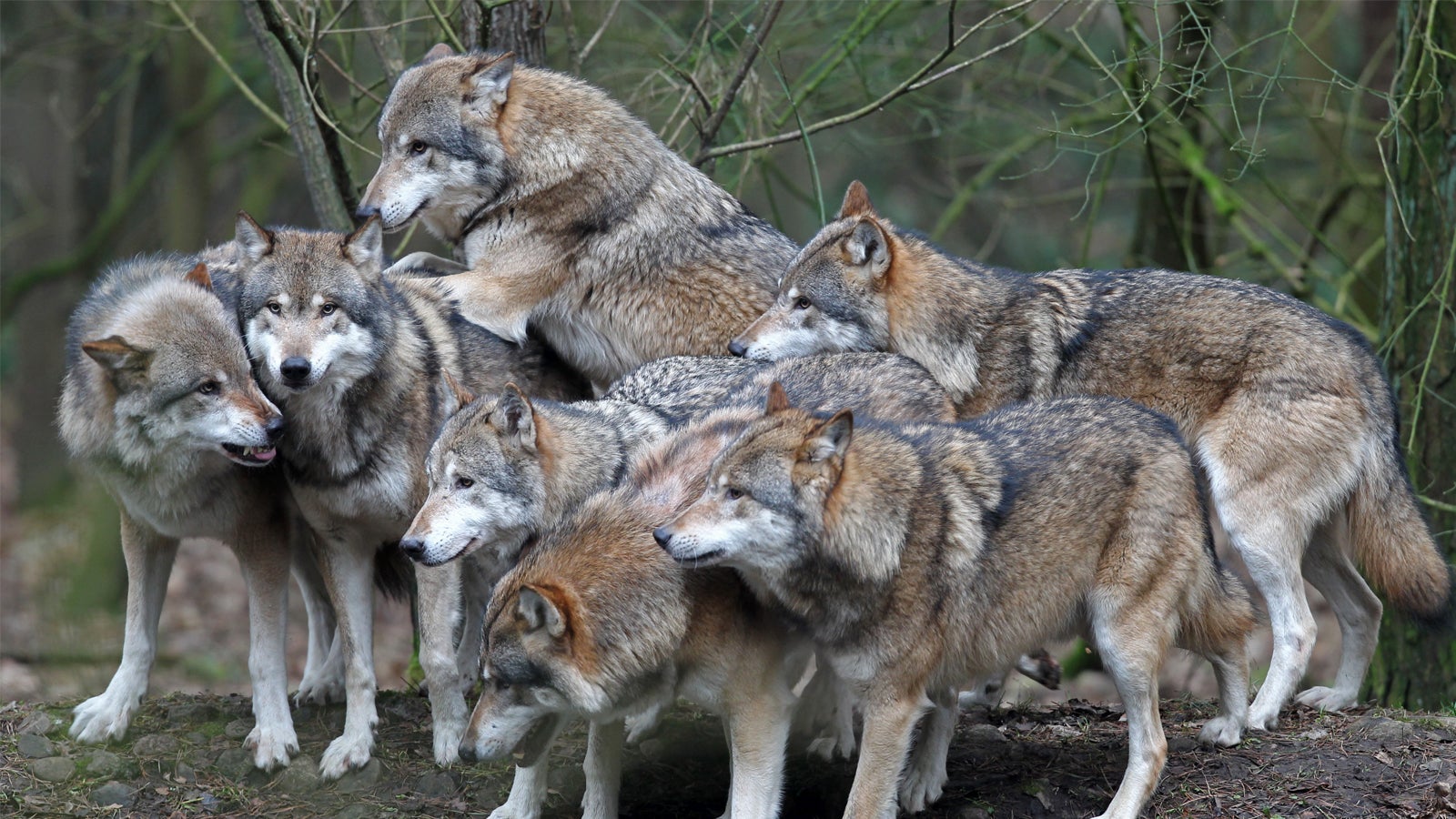 ARCHIV - 10.02.2011, Mecklenburg-Vorpommern, G&uuml;strow: Im Natur- und Umweltpark in G&uuml;strow ist ein Rudel W&ouml;lfe unterwegs. (zu dpa "Neue Wolfsrudel nachgewiesen" vom 30.07.2018) Foto: Bernd W&uuml;stneck/dpa-Zentralbild/dpa +++ dpa-Bildfunk +++