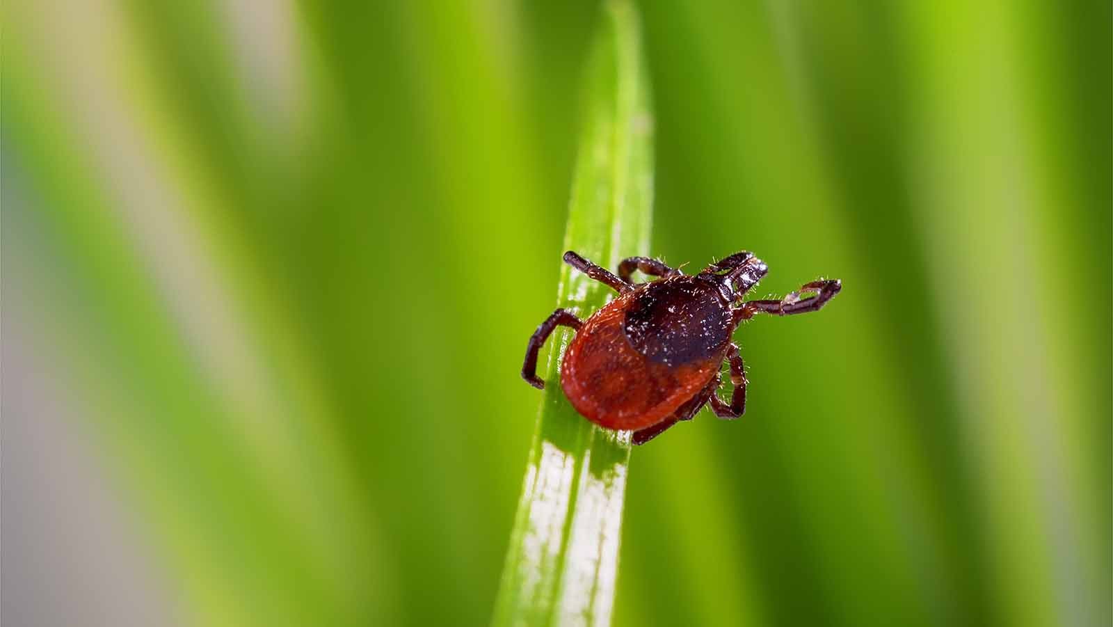 adult tick (Ixodes scapularis) on grass