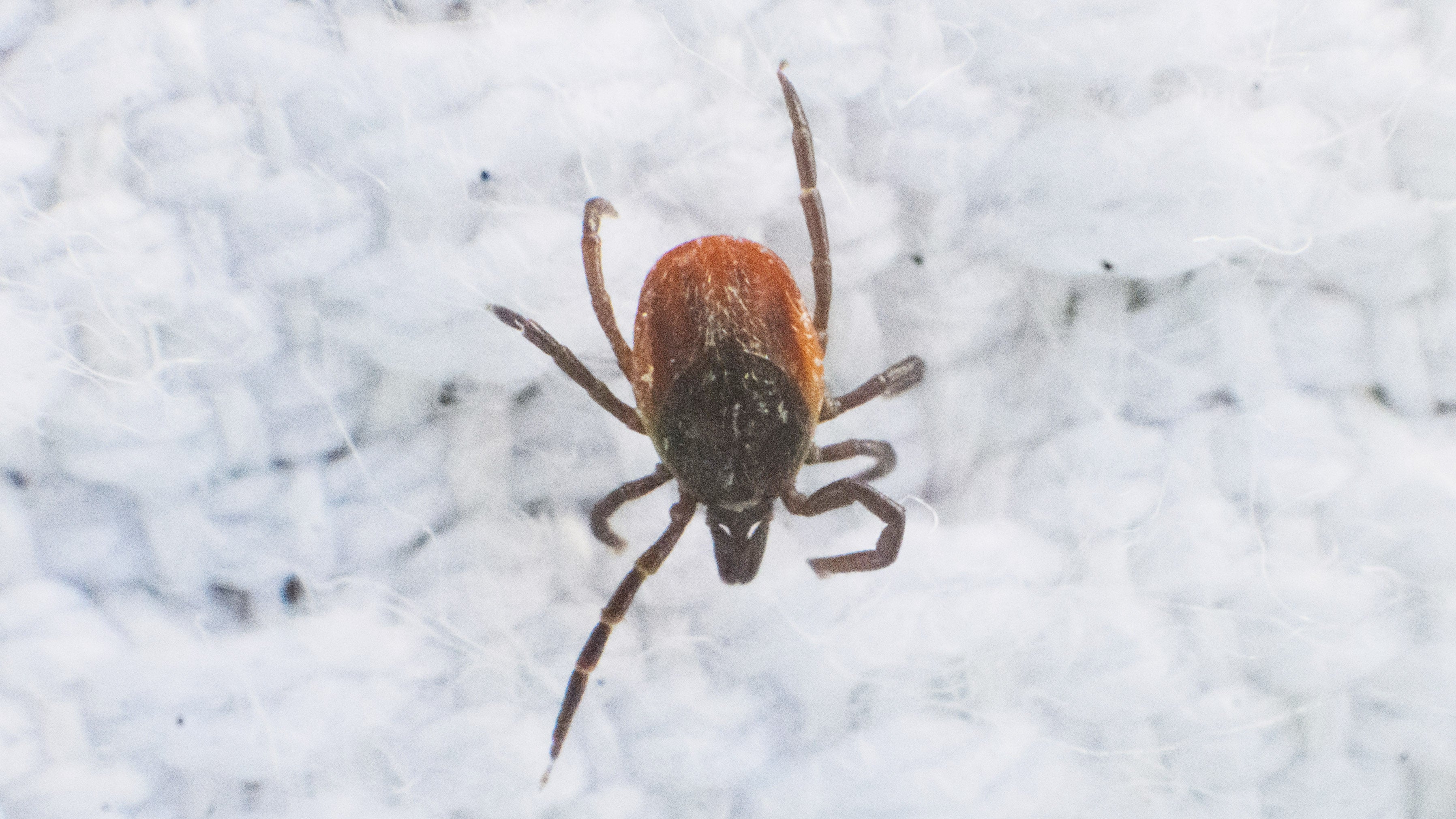 ARCHIV - 16.05.2023, Niedersachsen, Hannover: Eine Zecke sitzt auf einer wei&szlig;en Flagge (Makroaufnahme). Das vor sechs Jahren in China entdeckte Alongshan-Virus (ALSV) ist auch in europ&auml;ischen Zecken verbreitet. Mittlerweile wurde das Virus in Zecken in Finnland, Frankreich, Russland und der Schweiz gefunden. Forscher fanden jetzt Hinweise auf die &Uuml;bertragung von ALSV &uuml;ber Zecken auf Wildtiere in Niedersachsen. (zu dpa: &laquo;Neu entdecktes Zecken-Virus in Europa verbreitet&raquo;) Foto: Julian Stratenschulte/dpa +++ dpa-Bildfunk +++
