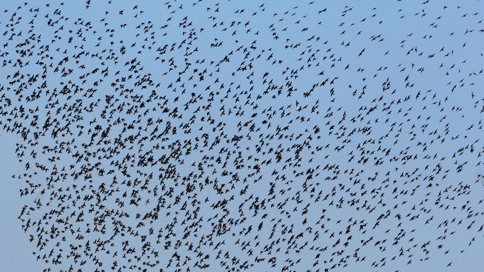 21.09.2007, Bayern, Neutraubling: Zugv&ouml;gel werden nahe Neutraubling von einem Greifvogel begleitet. Die V&ouml;gel sammeln sich um gemeinsam in den S&uuml;den zu fliegen. Foto: Armin Weigel/dpa