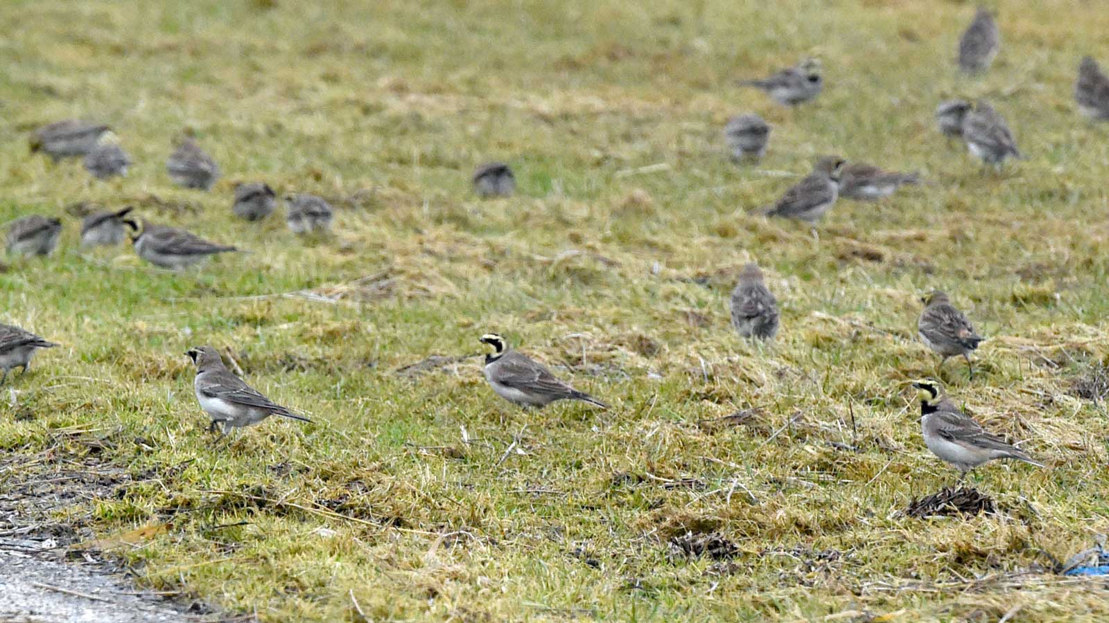 ARCHIV - 01.02.2017, Schleswig-Holstein, L&uuml;ttmoorsiel: Ohrenlerchen stehen auf einer Salzwiese. W&auml;hrend heimische V&ouml;gel im S&uuml;den &uuml;berwintern zieht es zur Zeit Ohrenlerche, Bergh&auml;nfling, Schneeammer und Strandpieper aus ihren arktischen Brutgebieten in die norddeutschen Salzwiesen.      (zu dpa &laquo;Das  Das &laquo;Sp&uuml;lsaumtrio&raquo; zu Gast im Wattenmeer&raquo;) Foto: picture alliance / Carsten Rehder/dpa +++ dpa-Bildfunk +++