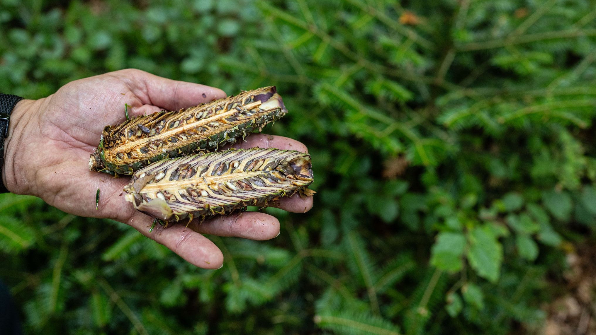 27.08.2025, Nordrhein-Westfalen, Paderborn: Ein F&ouml;rster h&auml;lt zur Samenernte der Wei&szlig;tanne einen aufgeschnittenen Wei&szlig;tannenzapfen in der Hand. Der Wald soll angesichts des Klimawandels umgebaut werden. (Guido Kirchner/dpa)