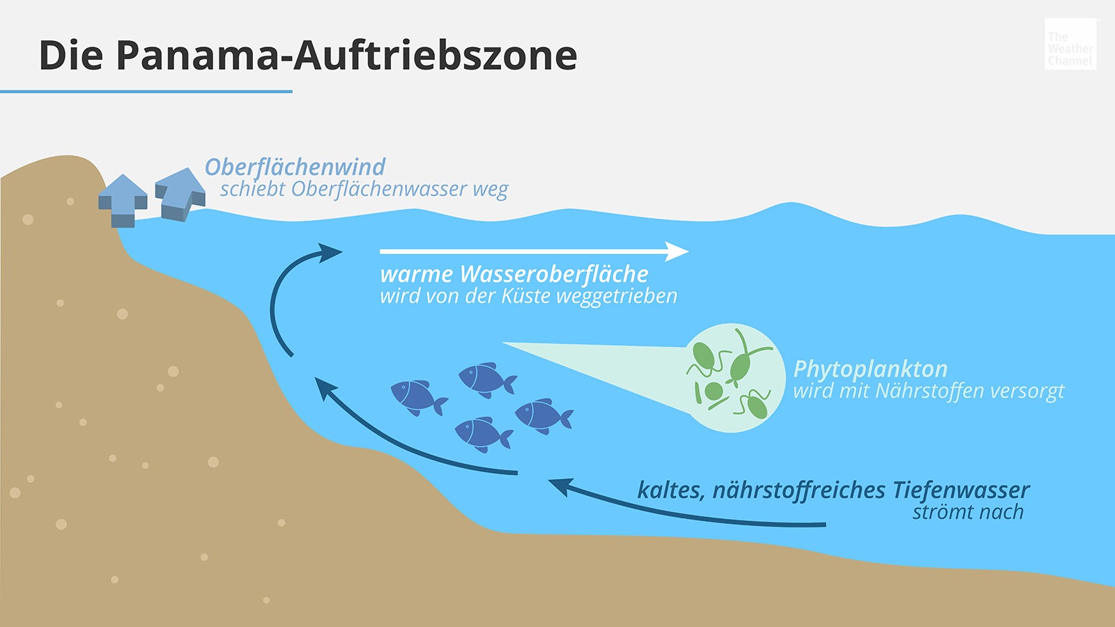 Passatwinde treiben warmes Wasser von der K&uuml;ste weg, wodurch kaltes Tiefenwasser aufsteigen kann.