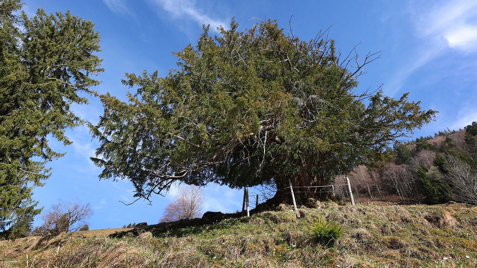 PRODUKTION - 09.04.2026, Bayern, Oberstaufen: Eine alte Eibe steht auf einer Bergwiese. Experten sch&auml;tzen das Alter des Baumes auf rund 1100 Jahre. (zu dpa: &laquo;1.100 Jahre alt - &laquo;Ureibe&raquo; im Allg&auml;u wird Nationalerbe-Baum&raquo;) Foto: Karl-Josef Hildenbrand/dpa +++ dpa-Bildfunk +++