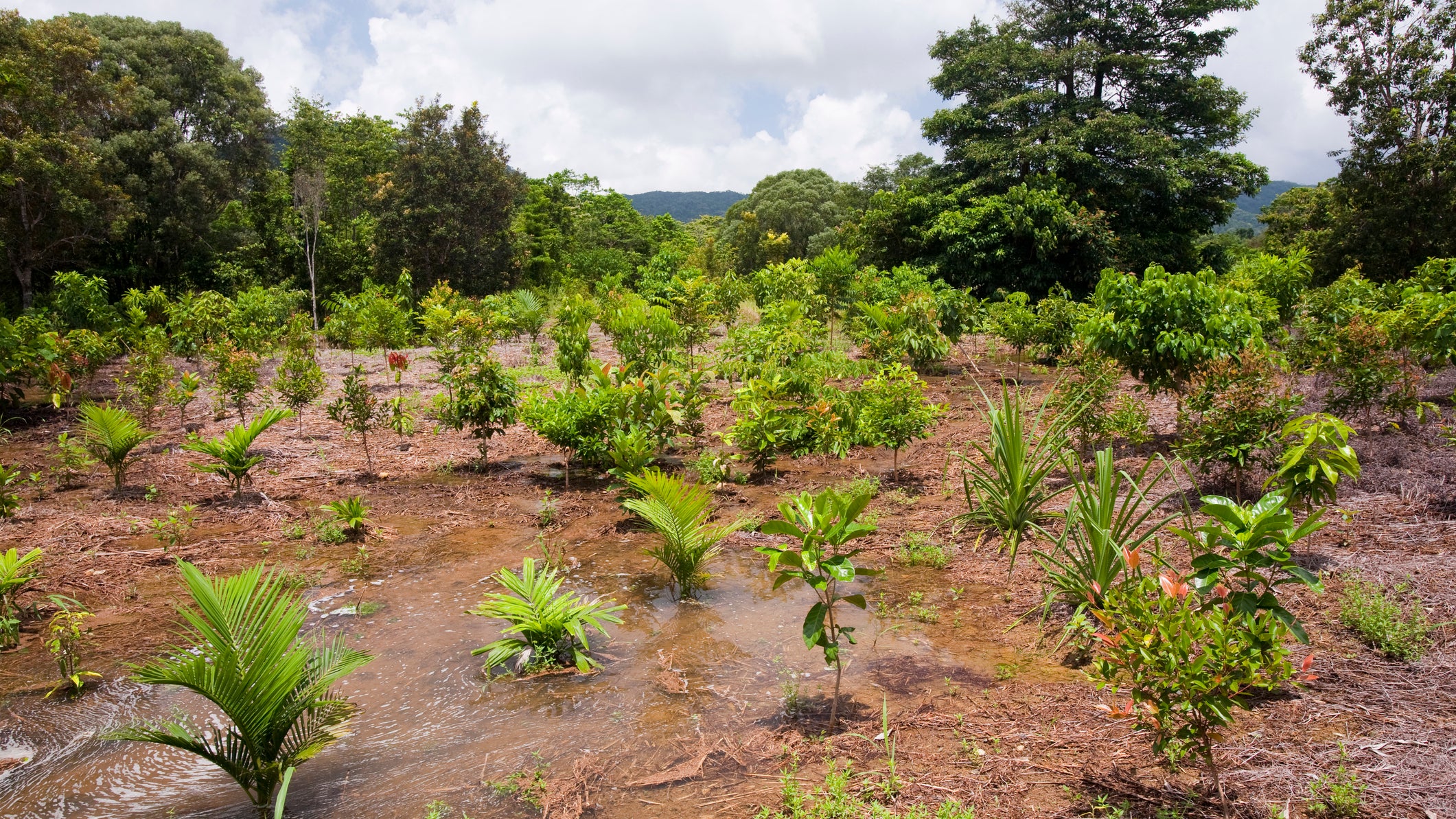 The Australian Rainforest Foundation is committed to helping the rainforest to recover from the felling and destruction that has affected much of the forest cover. Its operations also help local businesses offset their carbon emissions.