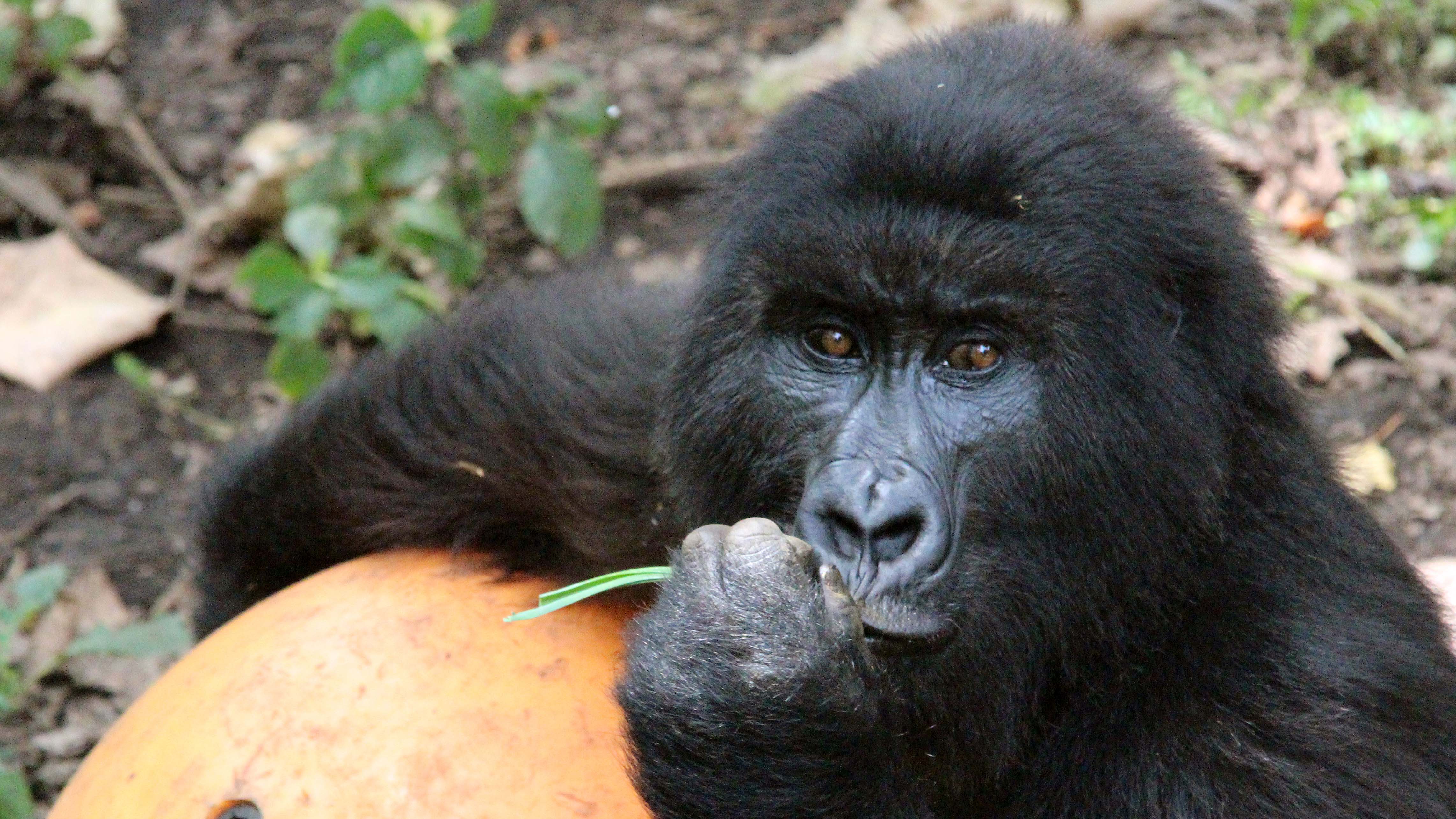 ARCHIV - 08.12.2016, Kongo-Brazzaville, Rumangabo: Ein Berggorilla h&auml;lt sich an einem Spielball im Gehege des &laquo;Senkwekwe&raquo;-Zentrum, des weltweit einzigen Waisenhauses f&uuml;r solche Menschenaffen im Virunga-Nationalpark in Rumangabo fest. Trotz Bedrohung durch Konflikte und Wilderei ist die Zahl der Berggorillas laut Natursch&uuml;tzern gestiegen. (zu dpa "Erfolg f&uuml;r Natursch&uuml;tzer:&nbsp;Zahl der Berggorillas gestiegen") Foto: J&uuml;rgen B&auml;tz/dpa +++ dpa-Bildfunk +++