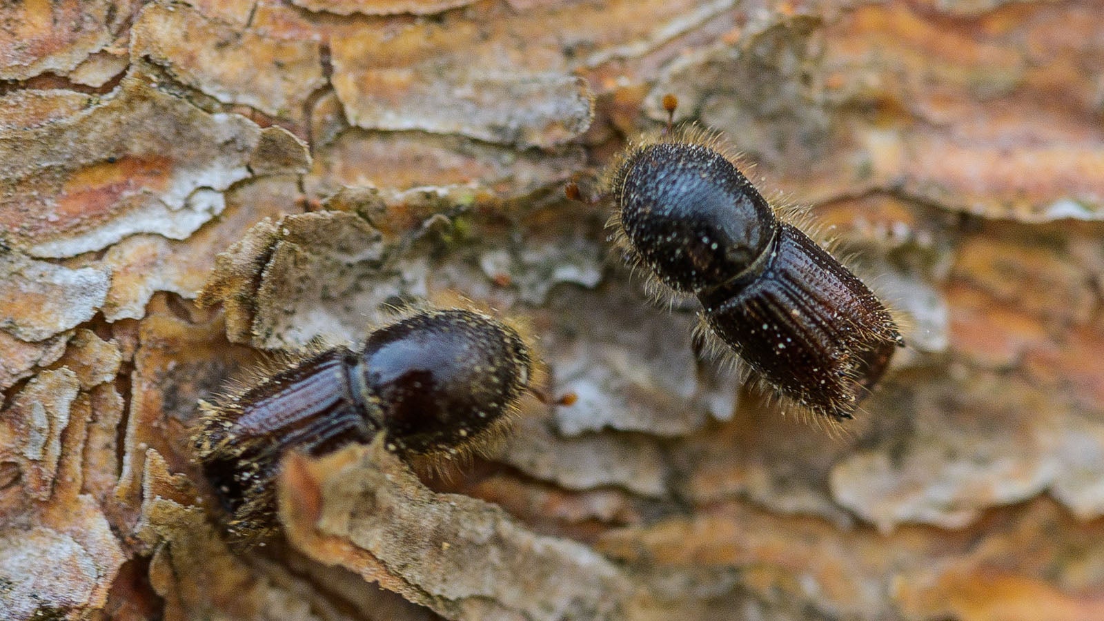 Sogenannte Buchdrucker, eine K&auml;ferart aus der Familie der Fichtenborkenk&auml;fer, sitzen auf der Rinde einer Fichte. Mittlerweile breiten sich die K&auml;fer auch in Bergregionen aus. Foto: Andreas Arnold/dpa +++ dpa-Bildfunk +++