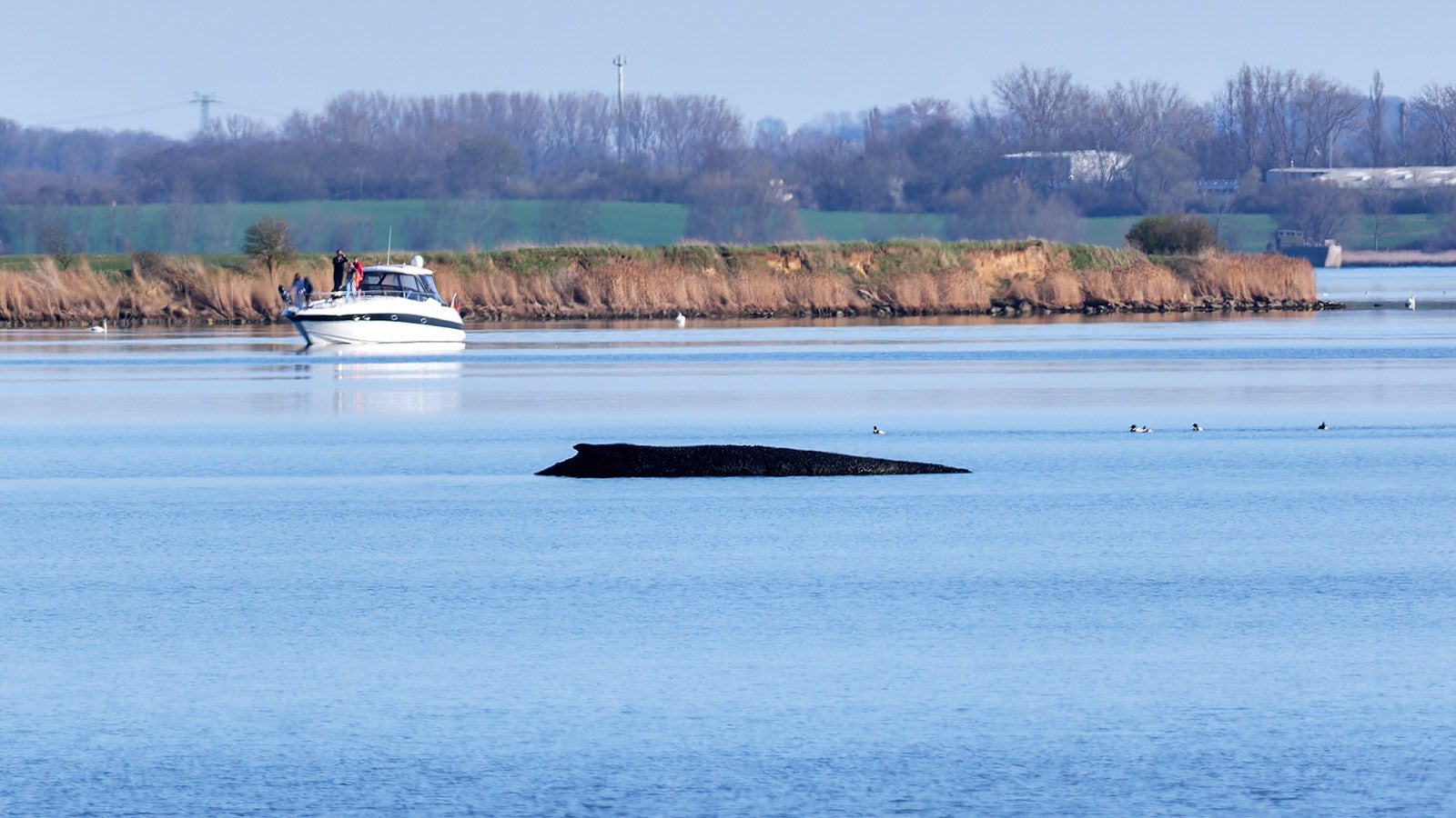 01.04.2026, Mecklenburg-Vorpommern, Weitendorf-Hof: Der Buckelwal liegt am Nachmittag noch immer vor der Insel Poel. Die Rettungsversuche f&uuml;r den vor Wismar erneut gestrandeten Wal werden eingestellt. Das Tier solle an seinem jetzigen Liegeplatz in Ruhe gelassen werden, sagte Mecklenburg-Vorpommerns Umweltminister Backhaus. Foto: Marcus Golejewski/dpa +++ dpa-Bildfunk +++