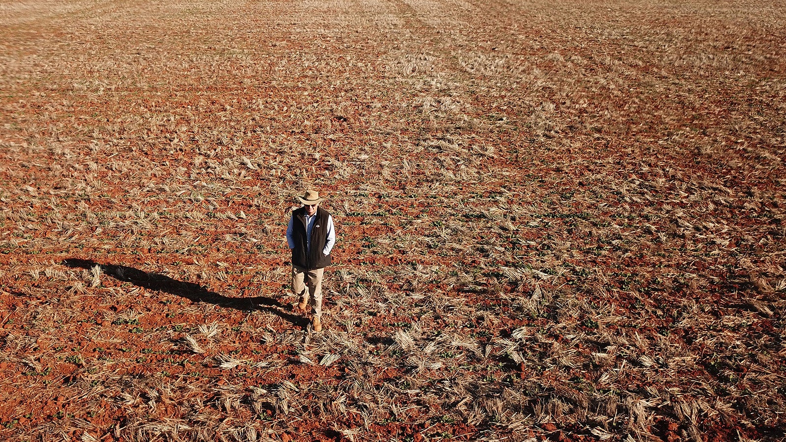 Der Getreidebauer Neil Westcott geht in der N&auml;he von Parkes &uuml;ber sein vertrocknetes Rapsfeld. Im australischen Bundesstaat New South Wales herrscht derzeit eine extreme D&uuml;rre.  Foto: Dean Lewins/AAP/dpa +++ dpa-Bildfunk +++
