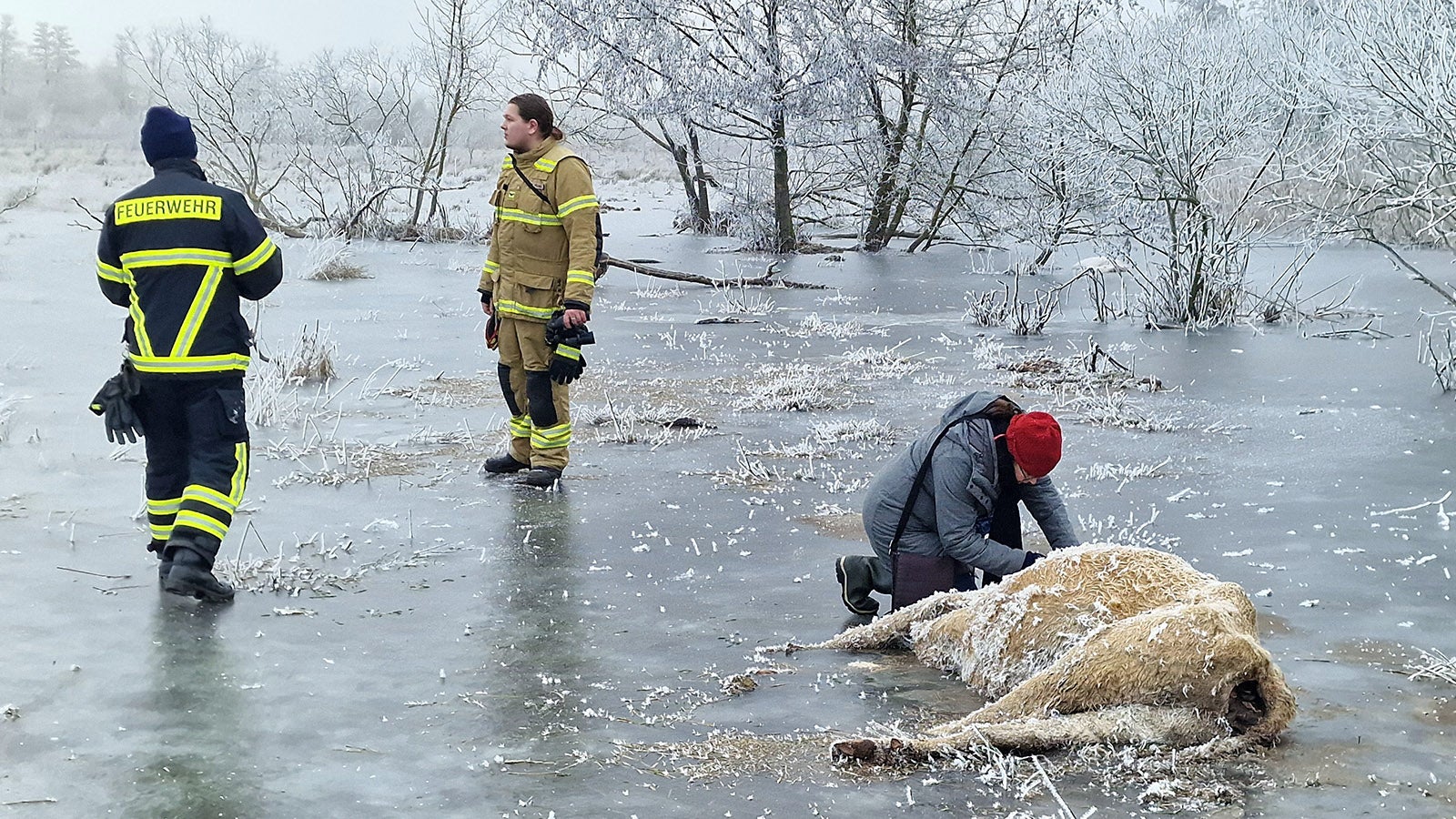 11.01.2024, Brandenburg, Brandenburg an der Havel: Eine Veterin&auml;rin notiert die Nummer einer Kuh, die in einem &Uuml;berflutungsgebiet eingefroren ist. Mehrere K&uuml;he sind in Brandenburg an der Havel erfroren.&nbsp;Feuerwehr und Veterin&auml;ramt r&uuml;ckten am Donnerstag bei klirrender K&auml;lte zu einer Suchaktion auch mit Hilfe einer Drohne aus. (zu dpa Erfrorene K&uuml;he im Wasser in Brandenburg/Havel entdeckt) Foto: Cevin Dettlaff/dpa +++ dpa-Bildfunk +++