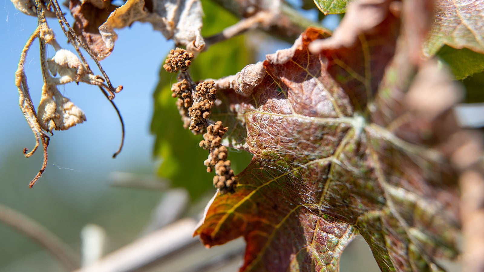 Durch Frost besch&auml;digter Traubenansatz h&auml;ngt an einem Rebstock. Foto: Daniel Karmann/dpa