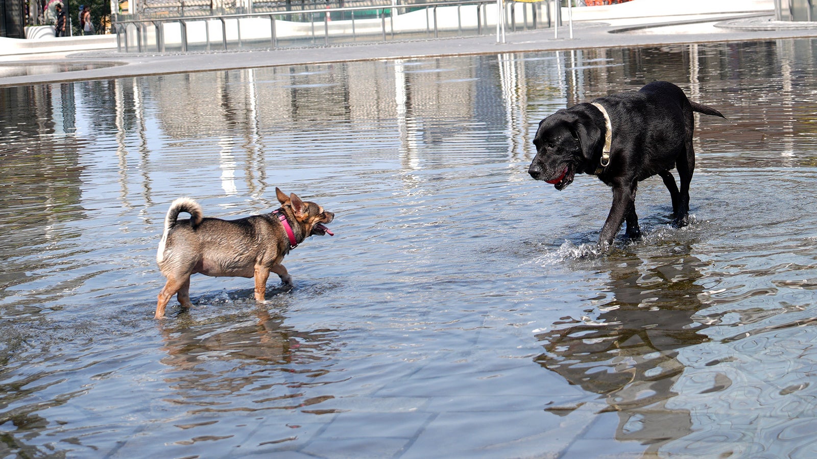 Zwei Hunde stehen bei Hitze in Mailand in einem Brunnen. Ihr Frauchen hat die beiden in den Brunnen gelassen, damit sie sich abk&uuml;hlen k&ouml;nnen. Foto: Duilio Piaggesi/IPA via ZUMA Press/dpa +++ dpa-Bildfunk