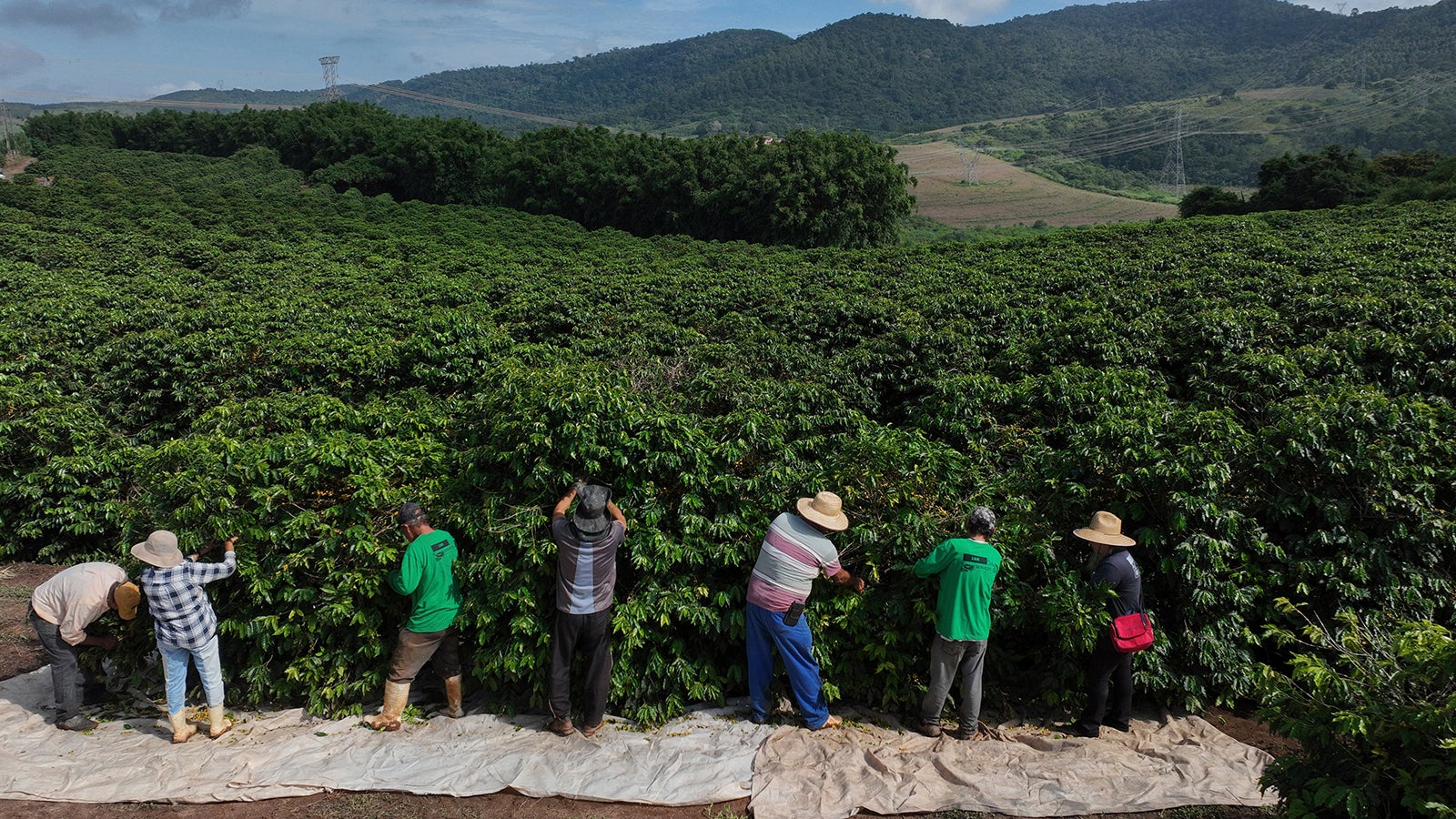 ARCHIV - 04.04.2025, Brasilien, Braganca Paulista: Arbeiter ernten Kaffee auf einer Farm. (zu dpa: &laquo;Starkregen bedroht Kaffee aus Brasilien und macht ihn teurer&raquo;) Foto: Andre Penner/AP/dpa +++ dpa-Bildfunk +++