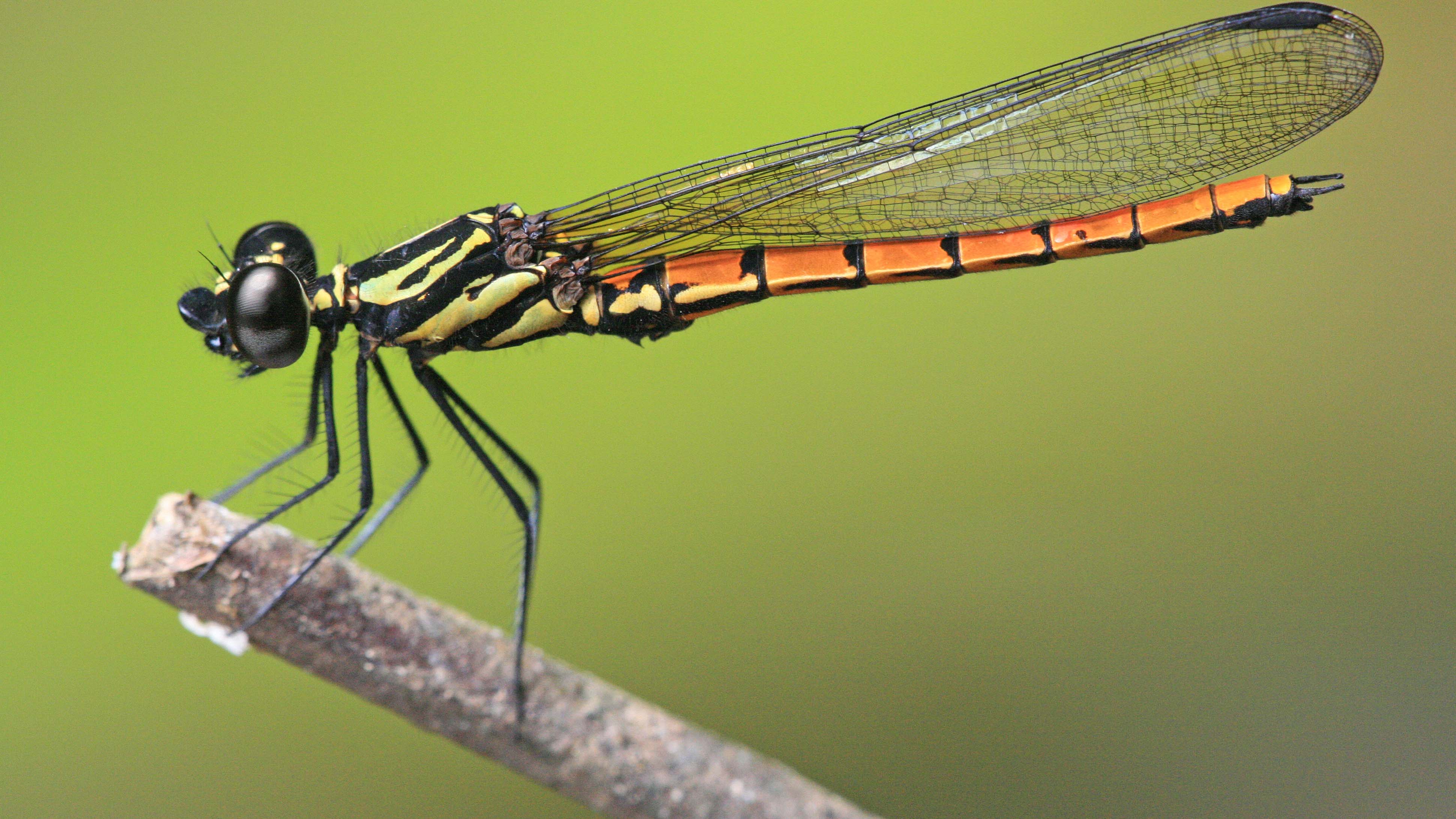 ACHTUNG: SPERRFRIST 9. DEZEMBER 14:00 UHR. ACHTUNG: DIESER BEITRAG DARF NICHT VOR DER SPERRFRIST, 9. DEZEMBER 1400 UHR, VER&Ouml;FFENTLICHT WERDEN! - HANDOUT - 10.06.2008, Kamerun, Kribi: Eine m&auml;nnliche Libelle der Art Chlorocypha aurora steht auf einem Ast. Die Weltnaturschutzunion (IUCN) hat f&uuml;r die Rote Liste der gef&auml;hrdeten Arten erstmals die Libellen untersucht. Sie kommt zu dem Ergebnis: 16 Prozent der gut 6000 Arten sind gef&auml;hrdet oder vom Aussterben bedroht. (zu dpa &laquo;Weltnaturschutzunion: 16 Prozent der Libellenarten gef&auml;hrdet&raquo;) Foto: Jens Kipping/IUCN/dpa - ACHTUNG: Nur zur redaktionellen Verwendung im Zusammenhang mit der aktuellen Berichterstattung und nur mit vollst&auml;ndiger Nennung des vorstehenden Credits +++ dpa-Bildfunk +++