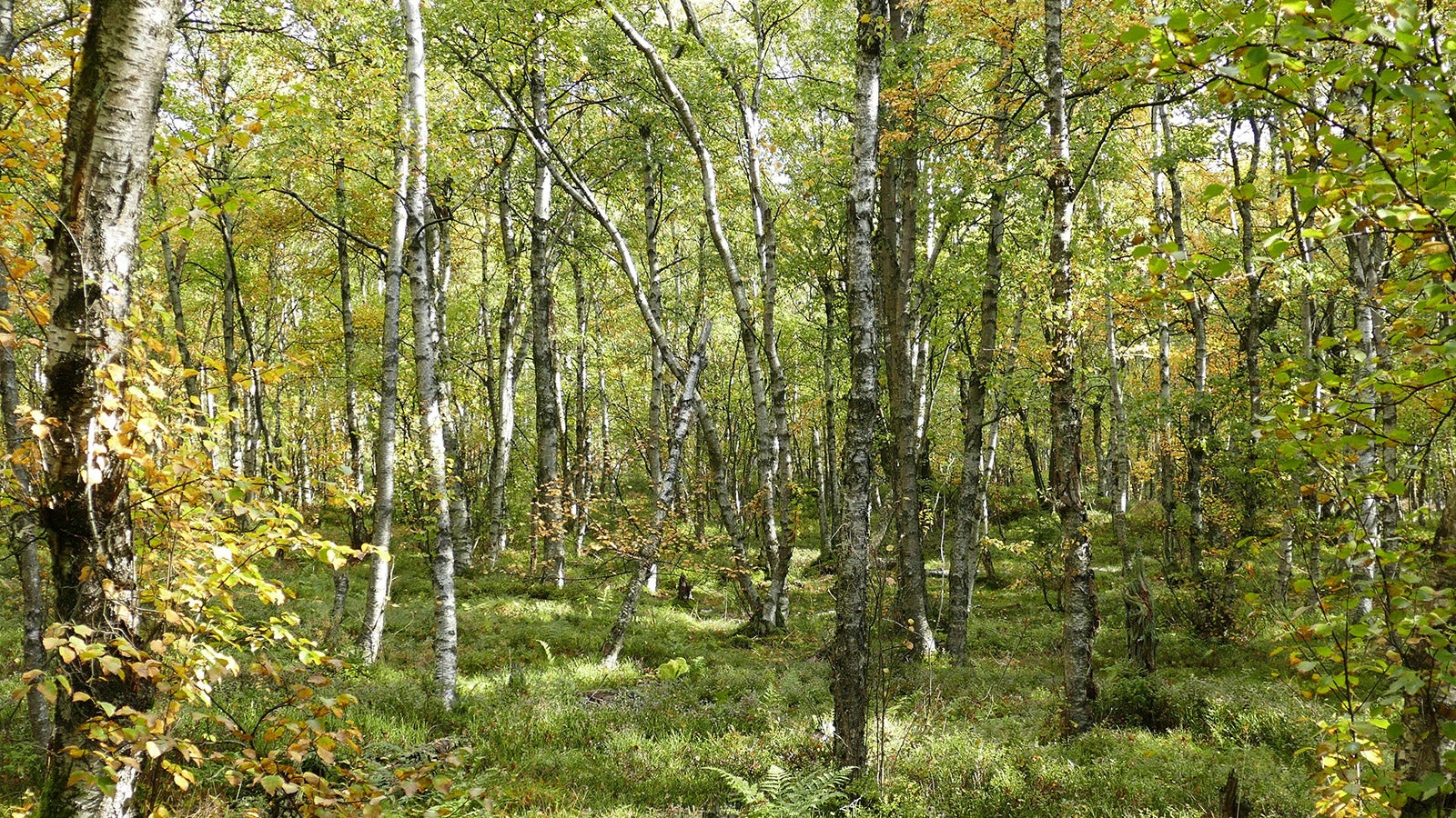 ACHTUNG: SPERRFRIST 30. NOVEMBER 15:30 UHR. ACHTUNG: DIESER BEITRAG DARF NICHT VOR DER SPERRFRIST - HANDOUT - 25.11.2022, Hessen, ---: Moor-Birken stehen in einem&nbsp;Wald im Roten Moor in der R&ouml;hn (Aufnahmedatum unbekannt). Die Moor-Birke ist zum &laquo;Baum des Jahres&raquo; 2023 ausgerufen worden.    (zu dpa &laquo;Moor-Birke ist &laquo;Baum des Jahres&raquo; 2023&raquo;) Foto: Rainer Maus/Dr. Silvius Wodarz Stiftung/dpa - ACHTUNG: Nur zur redaktionellen Verwendung im Zusammenhang mit der aktuellen Berichterstattung und nur mit vollst&auml;ndiger Nennung des vorstehenden Credits +++ dpa-Bildfunk +++