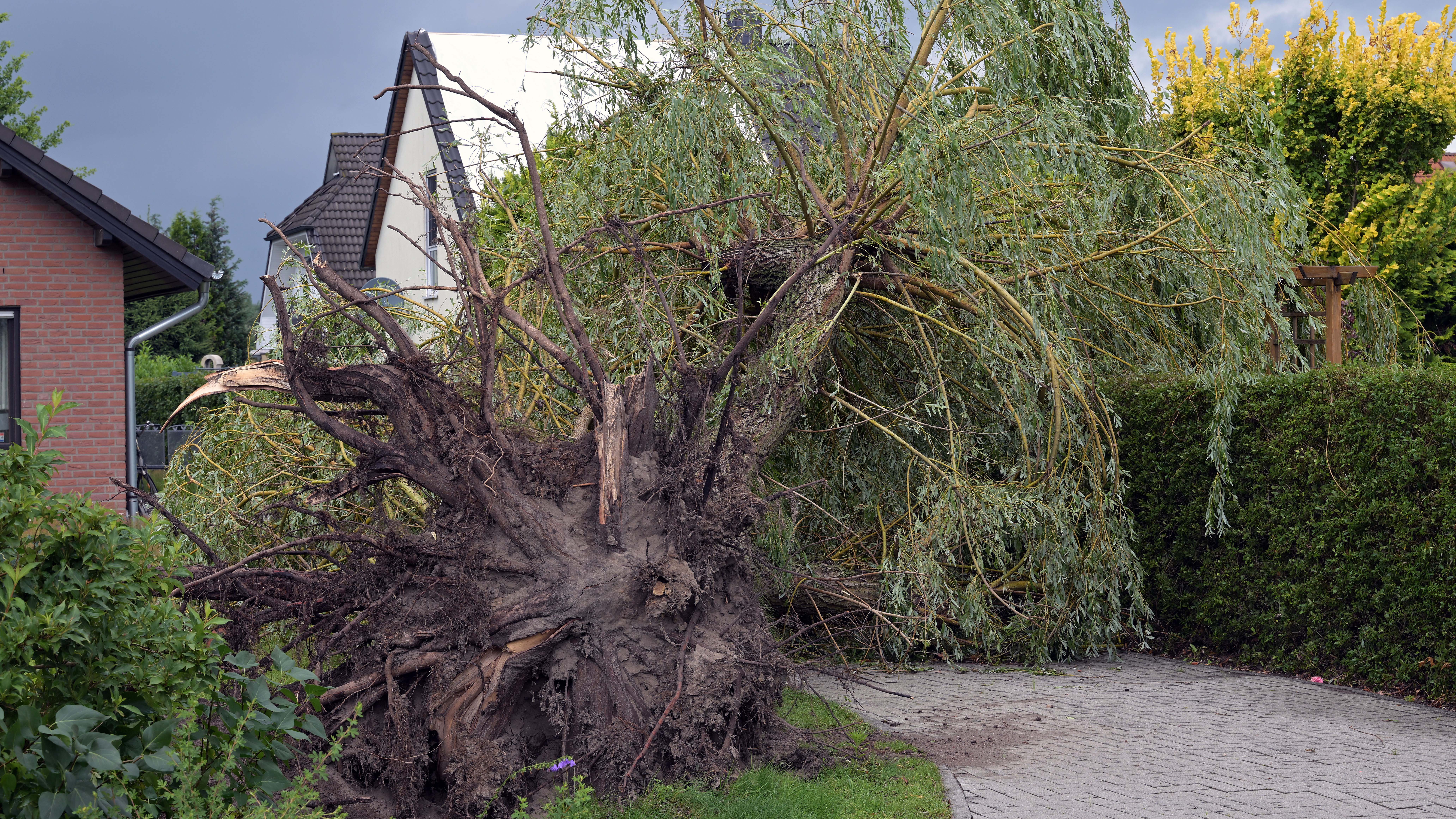 Wegen eines Unwetters ist die Feuerwehr in Cottbus am Montag mehrmals ausger&uuml;ckt. Insgesamt 24 wetterbedingte Eins&auml;tze wurden am Montagnachmittag und -abend verzeichnet, wie die Stadt und die Leitstelle mitteilten. Die Stadt Cottbus sprach von einem Tornado. 