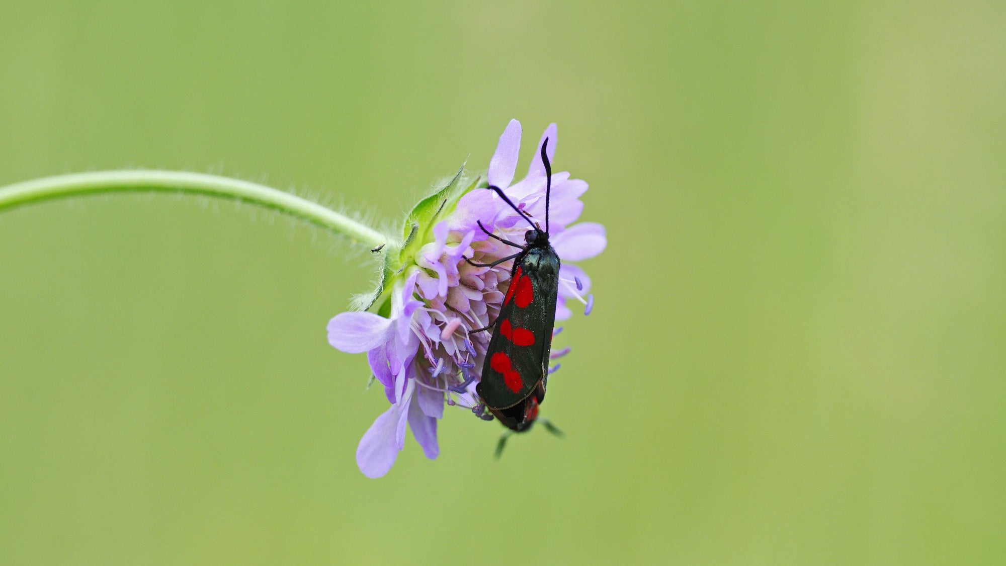 This diurnal moth prefers purple flowers