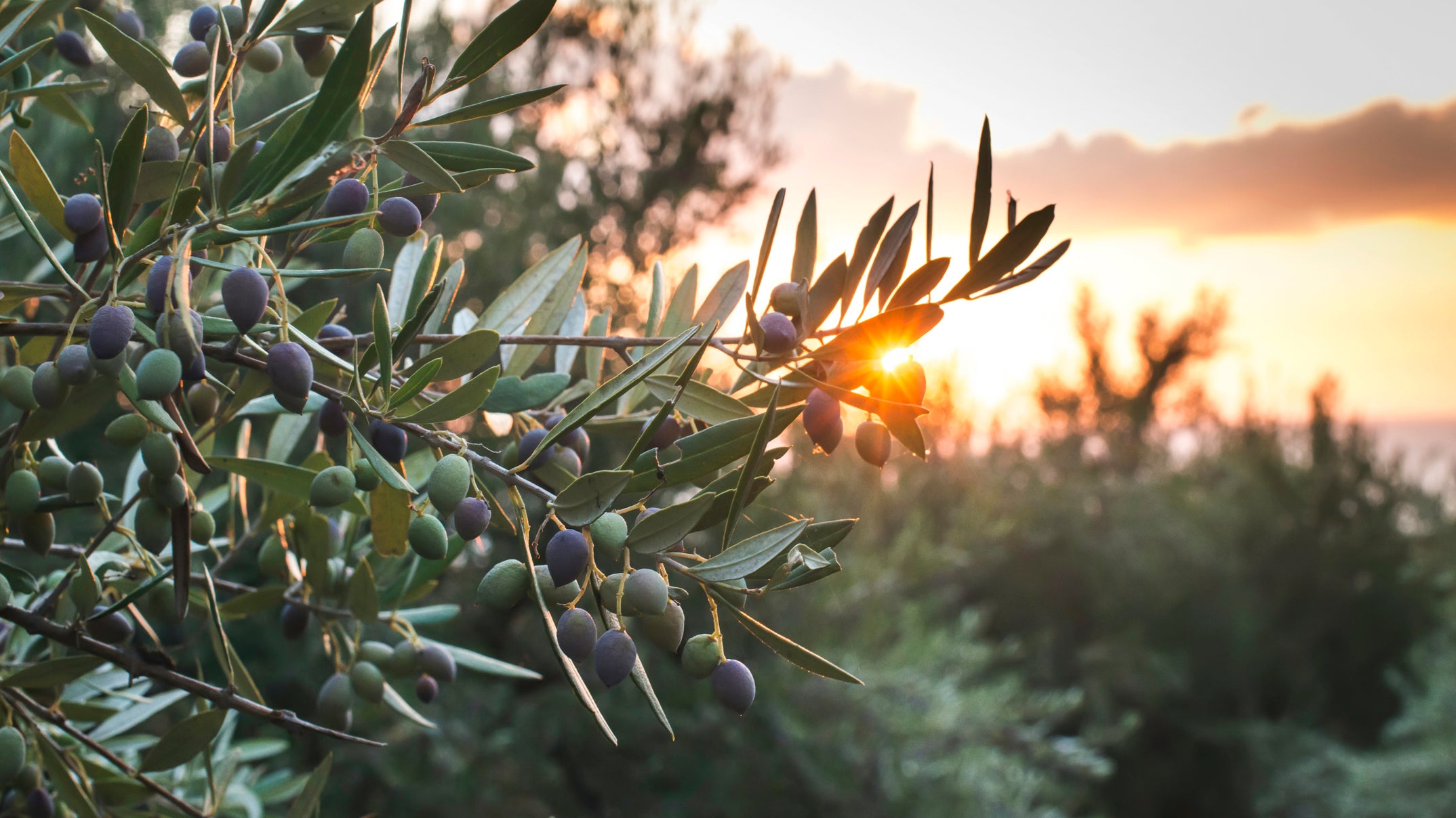 Olive trees on sunset. Sun rays