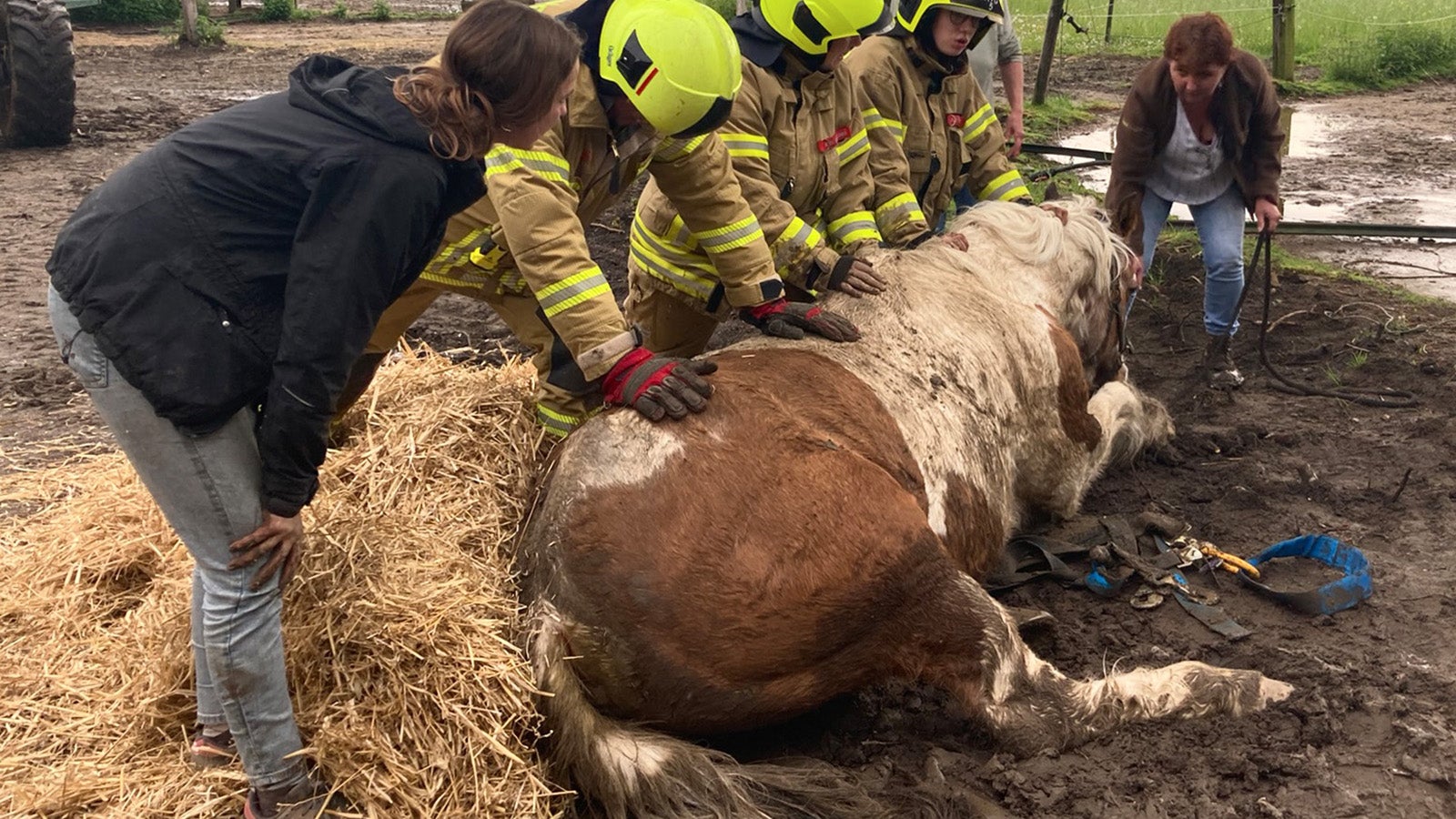 HANDOUT - 07.05.2023, Nordrhein-Westfalen, Ratingen: Feuerwehrleute arbeiten an einem feststecktendem Pferd. Mithilfe eines Radladers hat die Feuerwehr im Kreis Mettmann in Nordrhein-Westfalen ein in der Erde eingesacktes Pferd gerettet. Ein Bein war am Sonntagabend in der matschigen Erde auf einem Reiterhof verschwunden. Foto: -/Feuerwehr Ratingen/dpa +++ dpa-Bildfunk +++
