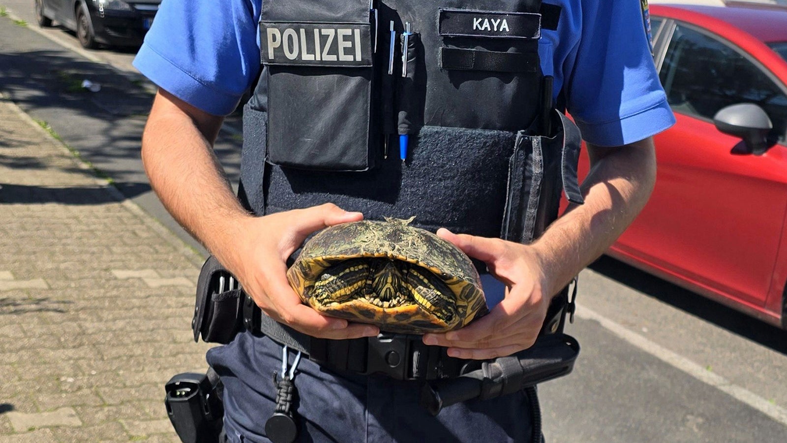 HANDOUT - 26.05.2024, Frankfurt am Main: Eine Polizeibeamter h&auml;lt eine Schildkr&ouml;te in den H&auml;nden. (Zu dpa: &laquo;Schildkr&ouml;te &uuml;berquert unbeschadet eine Autobahn in Frankfurt&raquo;) Foto: --/: Polizeipr&auml;sidium Frankfurt am Main/dpa - ACHTUNG: Nur zur redaktionellen Verwendung im Zusammenhang mit der aktuellen Berichterstattung und nur mit vollst&auml;ndiger Nennung des vorstehenden Credits +++ dpa-Bildfunk +++