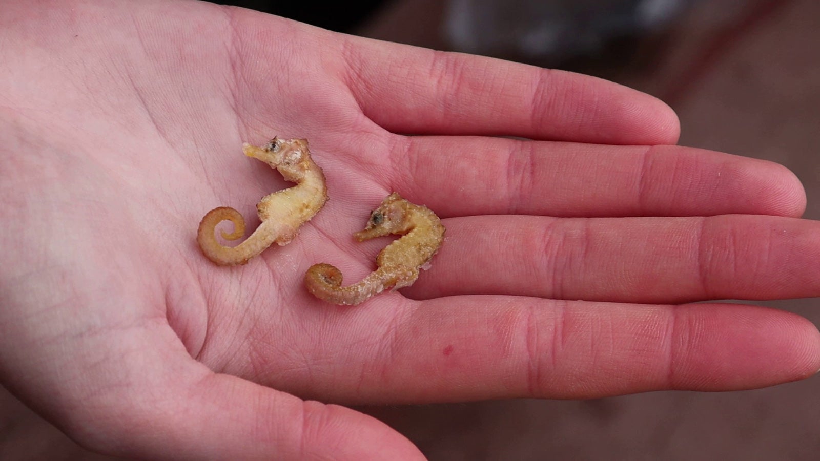 ARCHIV - 18.01.2022, Niedersachsen, Wangerooge: Zwei leblose Kurzschn&auml;uzige Seepferdchen (&laquo;Hippocampus hippocampus&raquo;) liegen in der Hand eines Naturschutzwartes. In den vergangenen Monaten sorgten Sichtungen und Funde der Meeresbewohner immer wieder f&uuml;r Aufsehen an der Nordseek&uuml;ste. Viele Fragen sind aber offen. Der WWF und Projektpartner bitten Strandspazierg&auml;nger, die Augen offen zu halten und Funde zu melden. (zu dpa: &laquo;Mehr Seepferdchen im Wattenmeer entdeckt - WWF bittet um Hinweise&raquo;) Foto: Peter Kuchenbuch-Hanken/dpa +++ dpa-Bildfunk +++