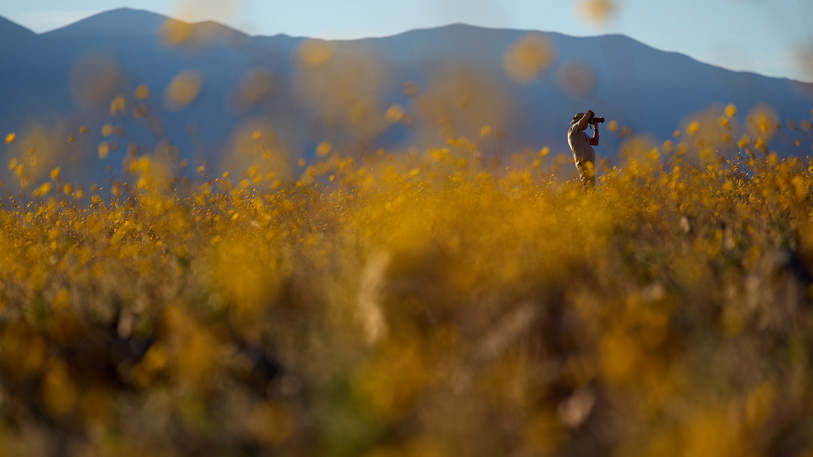 Death Valley National Park: Eine Person fotografiert Wildblumen w&auml;hrend einer Superbl&uuml;te im Death Valley National Park. Foto: John Locher/AP/dpa +++ dpa-Bildfunk +++