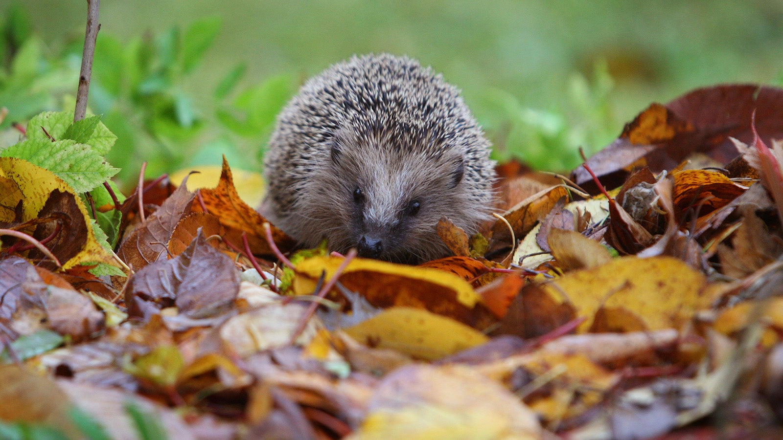 ARCHIV - 11.11.2007, Bayern, Kaufbeuren: Ein Igel l&auml;uft durch das Laub in einem Garten. Foto: Karl-Josef Hildenbrand/dpa/dpa-tmn +++ dpa-Bildfunk +++