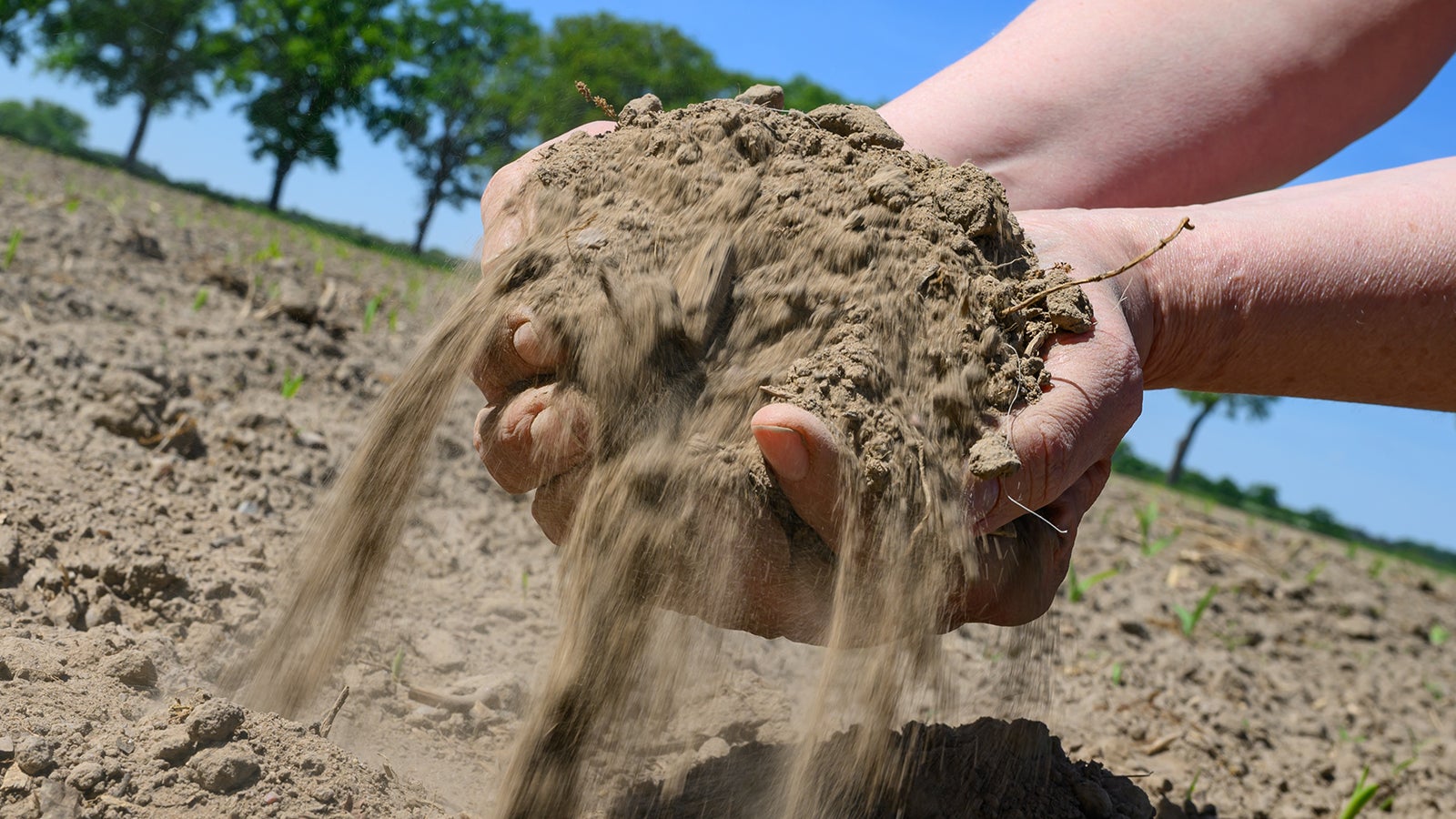 Brandenburgs Landwirte f&uuml;rchten erneut eine D&uuml;rre-Saison. Besonders betroffen seien Kulturen wie Mais, Sonnenblumen, Hafer und Leguminosen, die aktuell in die Erde gebracht wurden und Feuchtigkeit zum Keimen ben&ouml;tigen. Foto: Patrick Pleul/dpa +++ dpa-Bildfunk +++