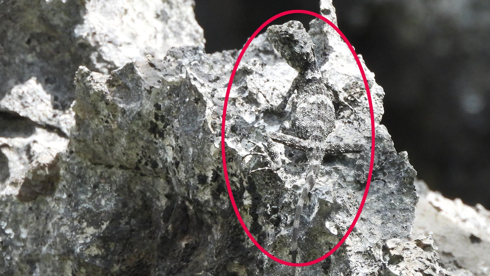 Die Eidechse (Laodracon carsticola, undatierte Aufnahme). 